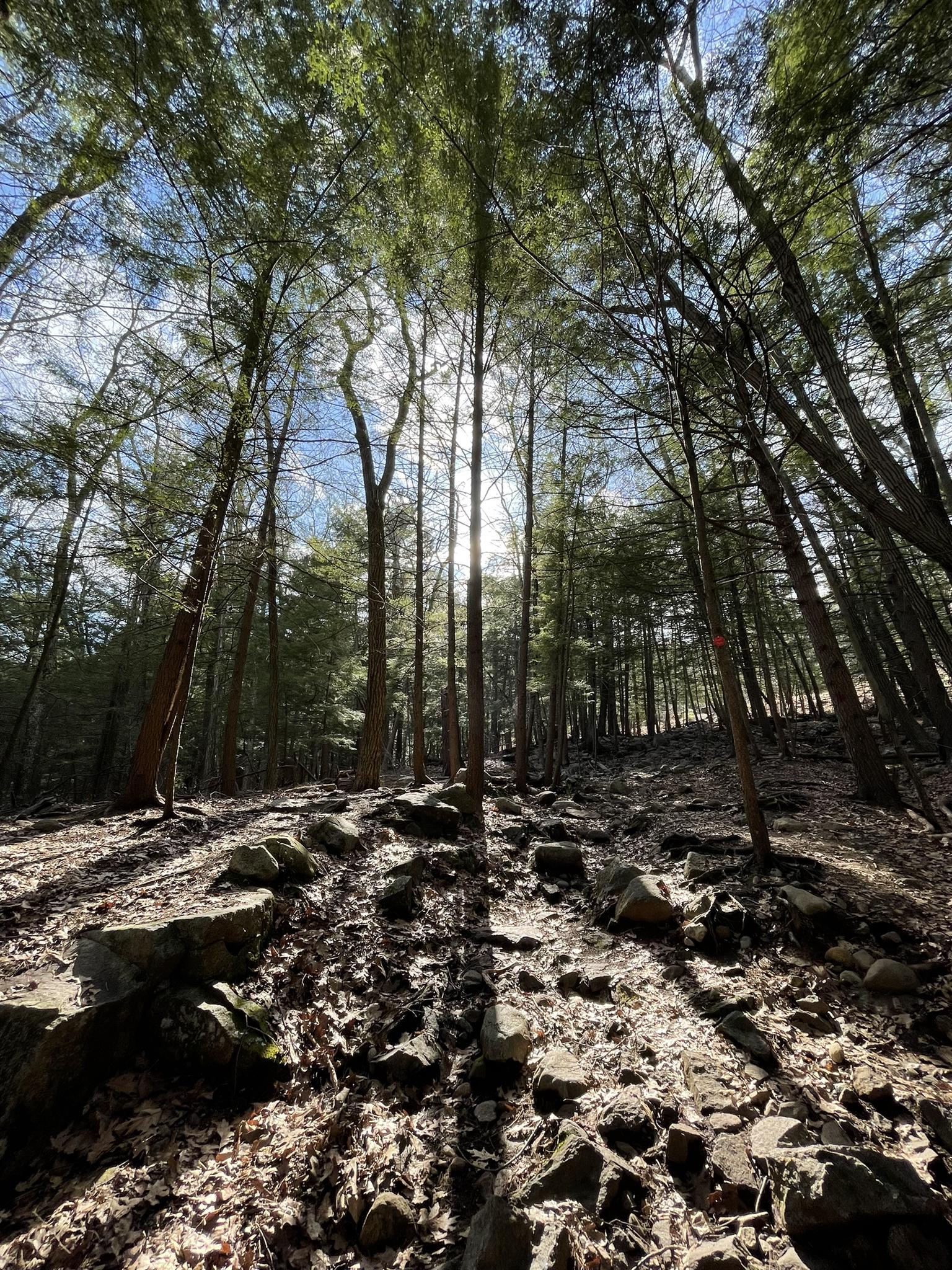 Sunbeams pierce through tall trees onto a rocky, leaf-covered forest floor.