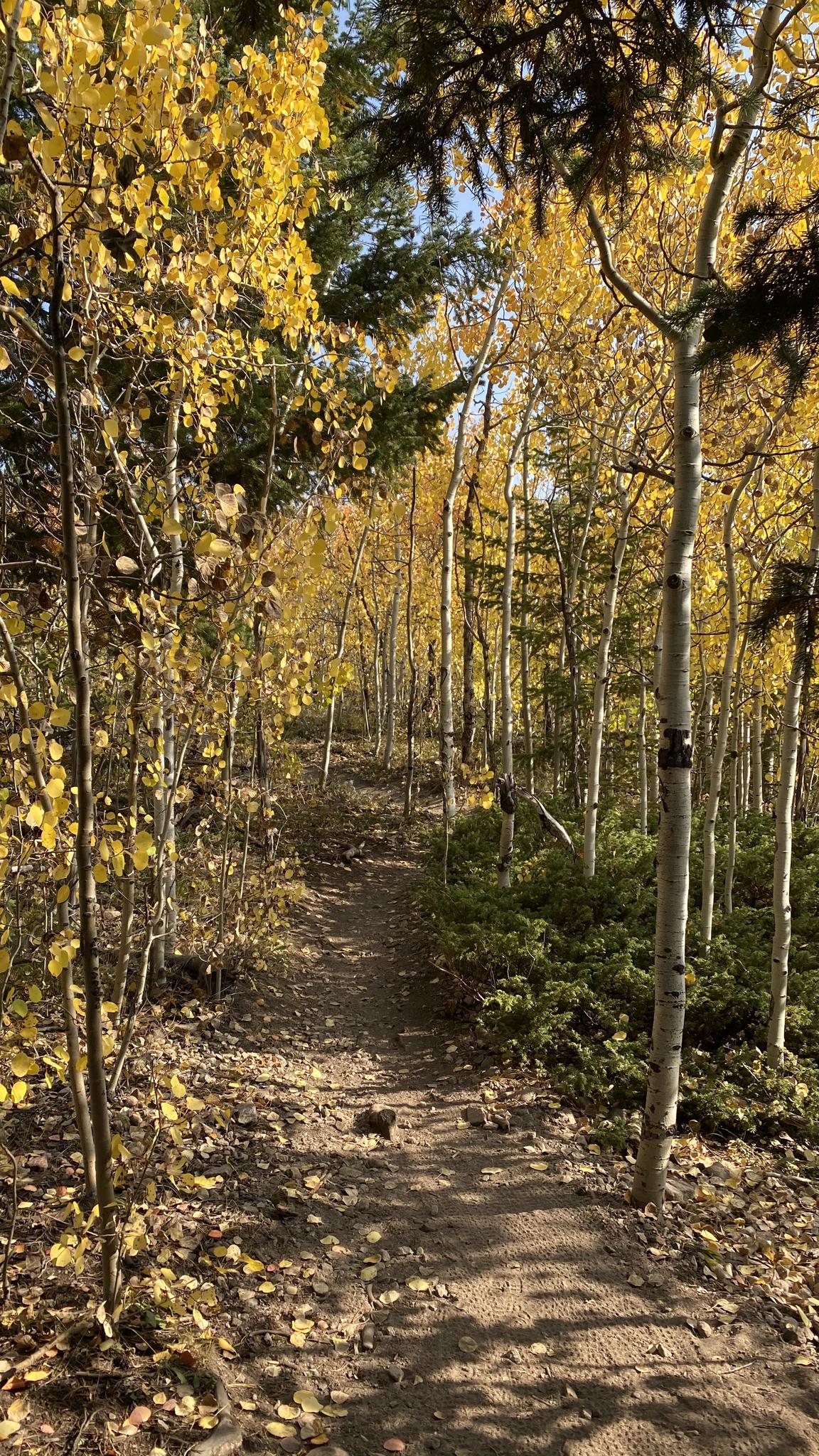 A sunlit dirt path winds through a vibrant autumn forest of yellow aspen trees.