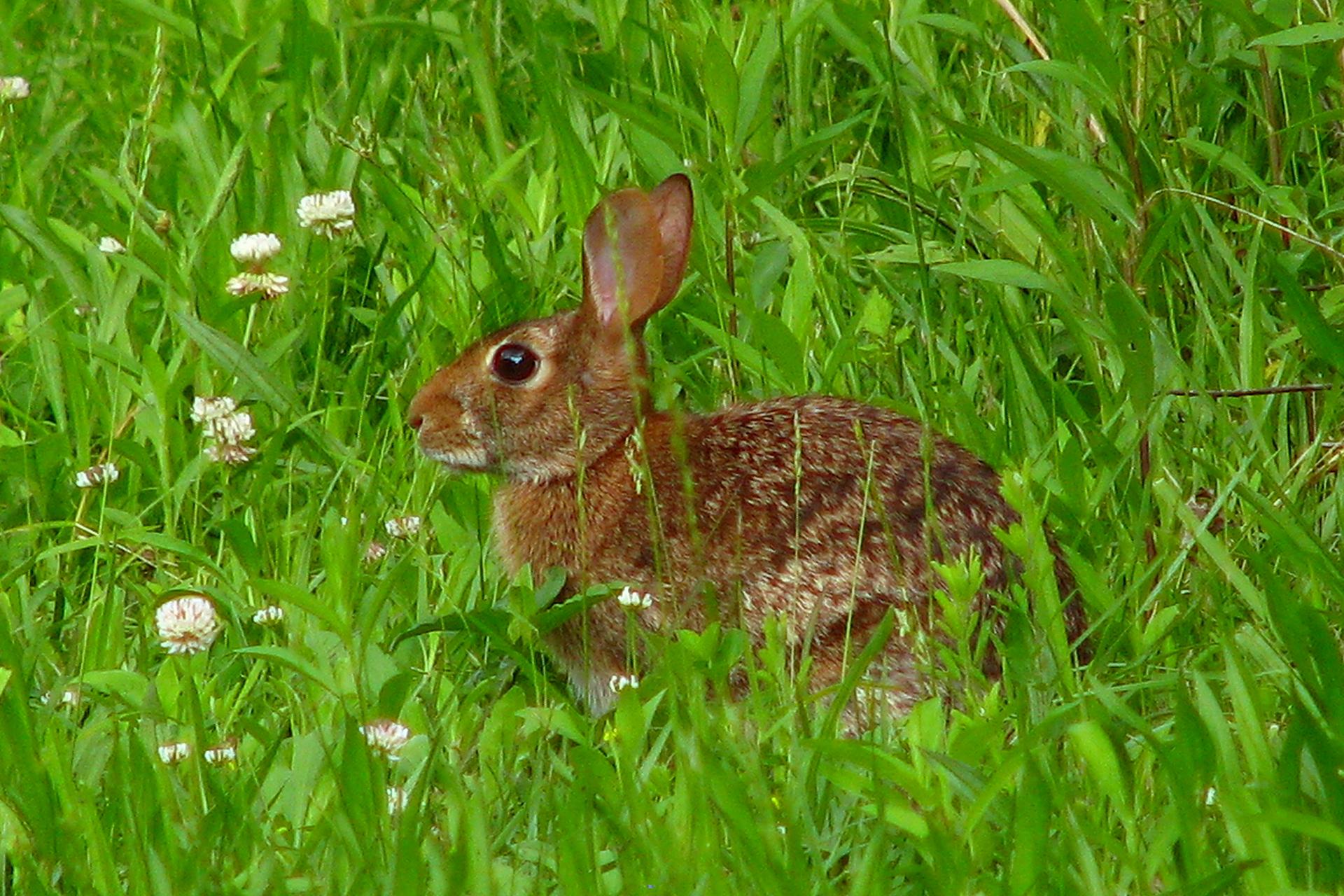 A brown rabbit peeking out from tall green grass with white flowers.