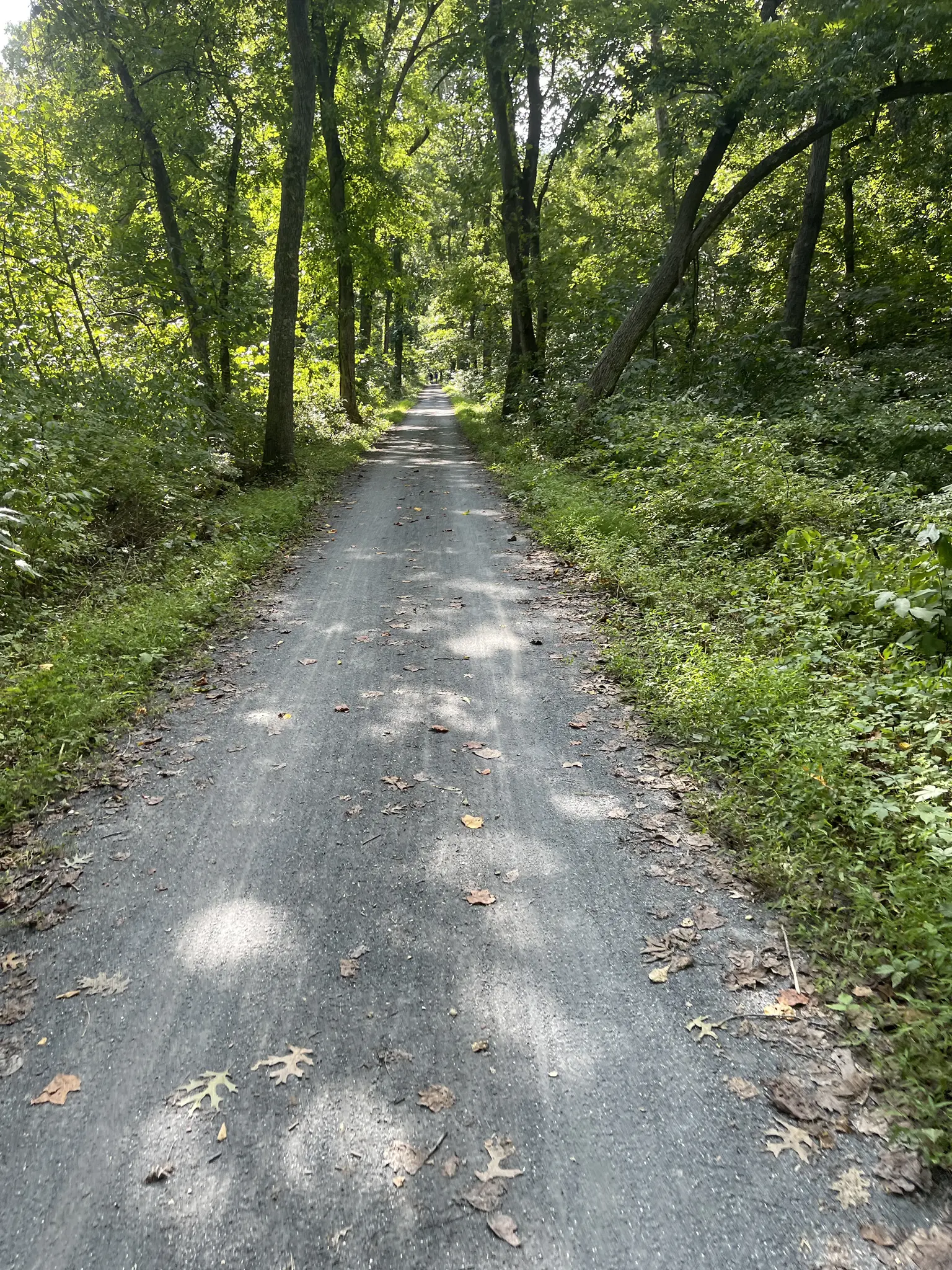 Shaded dirt path winding through a dense green forest on a sunny day.