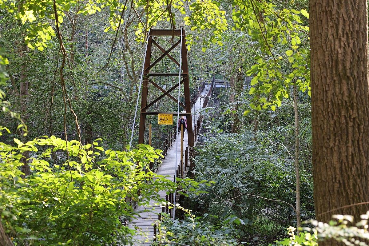 A long suspension bridge extends through a dense, sunlit green forest.