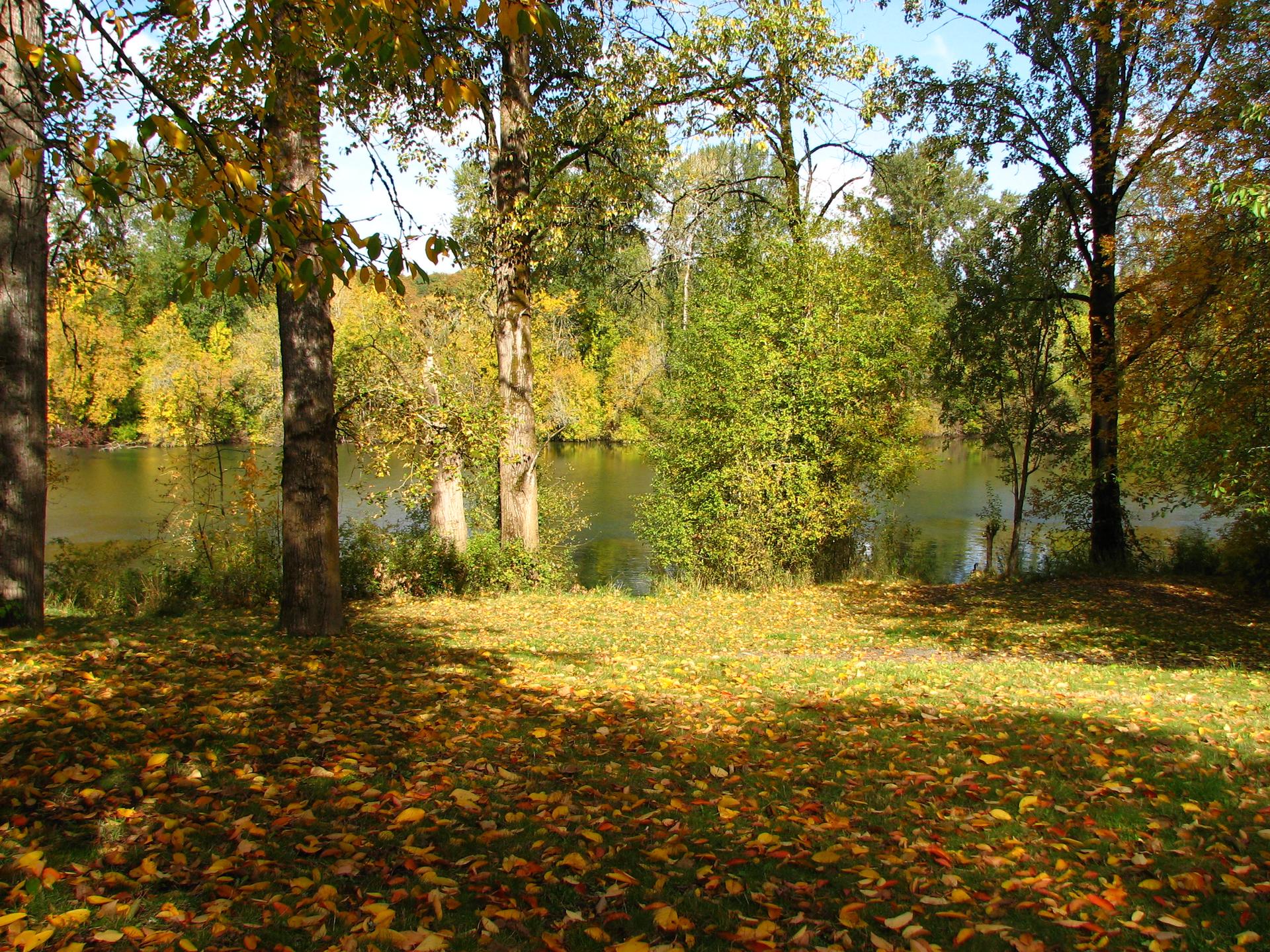 Golden autumn leaves cover the ground by a sunlit river and trees.