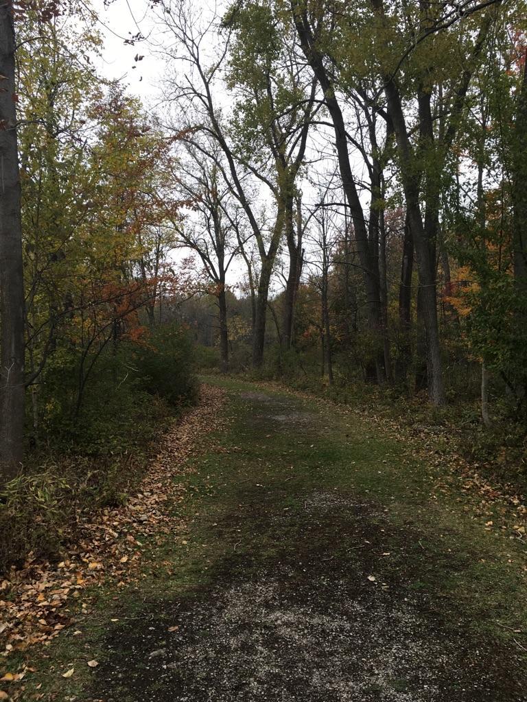 Dirt path through an autumn forest on an overcast day.
