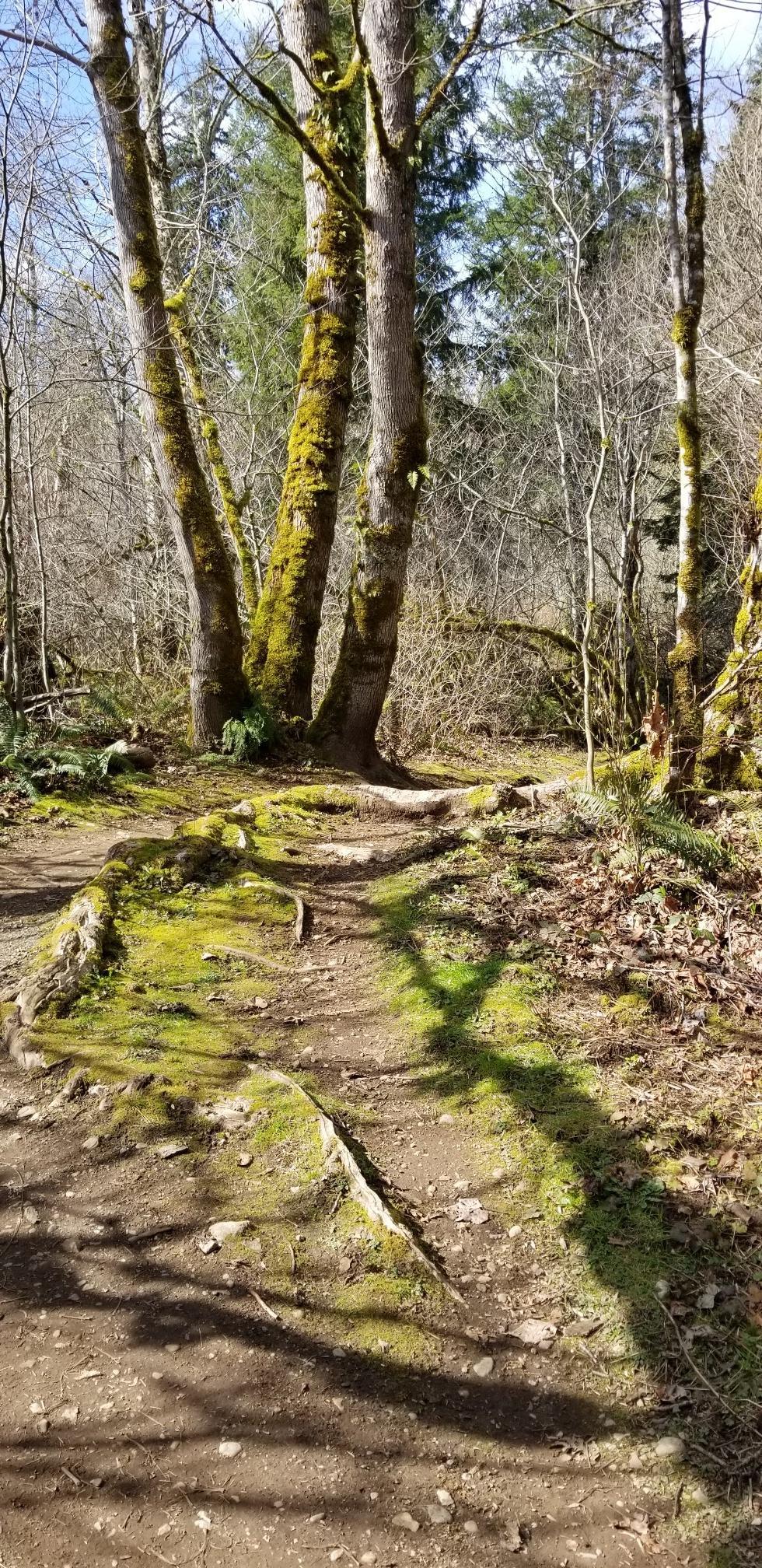 Sunny forest path with dappled light and moss-covered tree trunks.