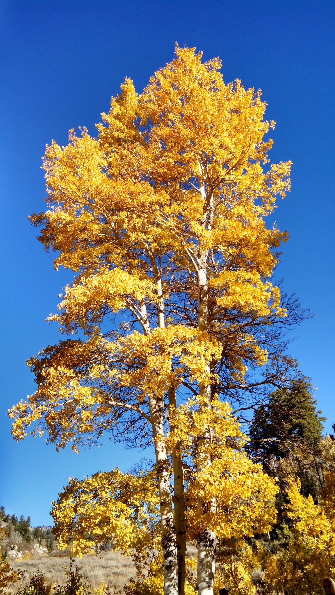 Vibrant yellow aspen tree stands tall against a clear blue sky.