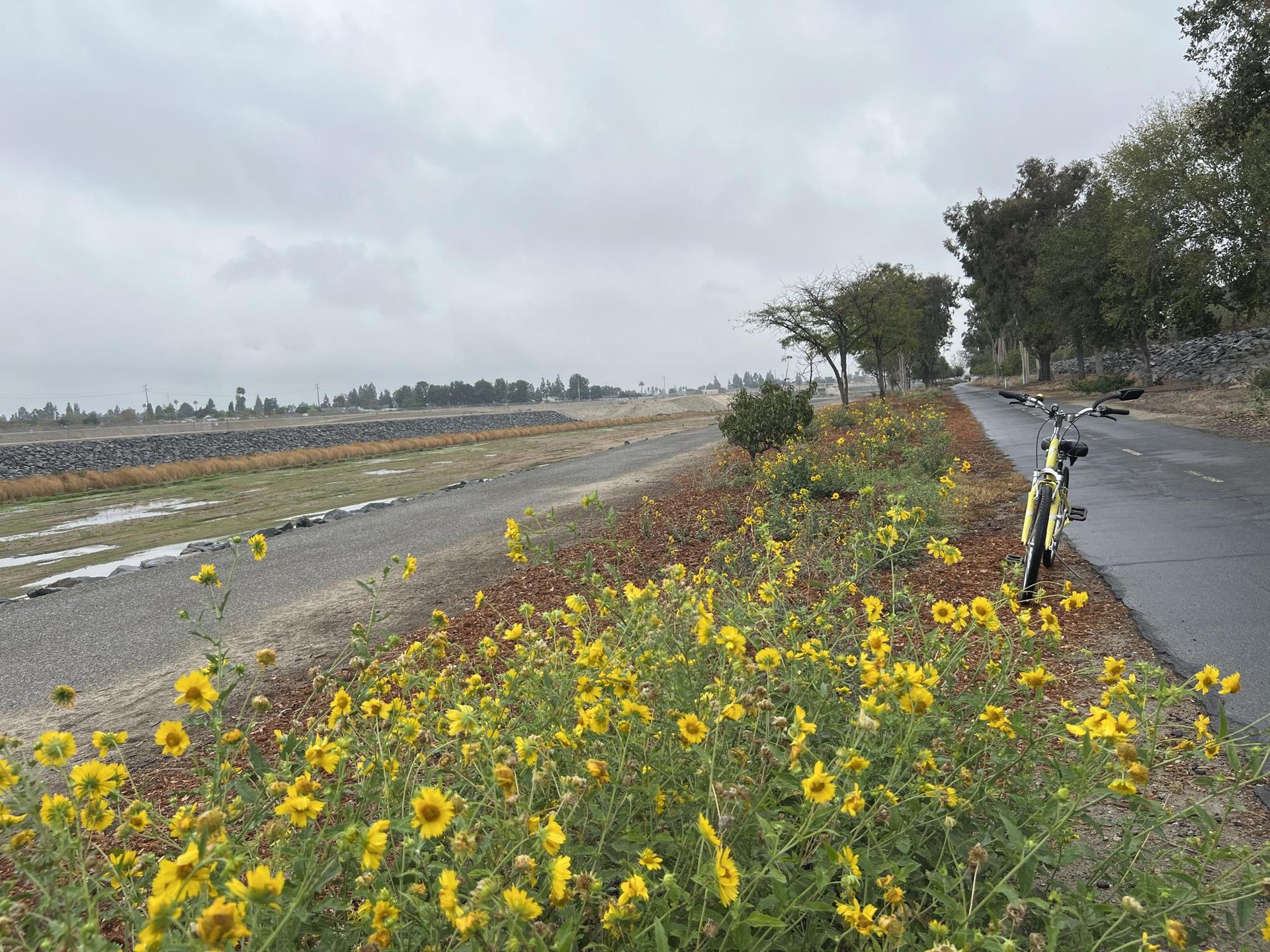 Yellow wildflowers bloom beside a paved path with a parked bicycle.