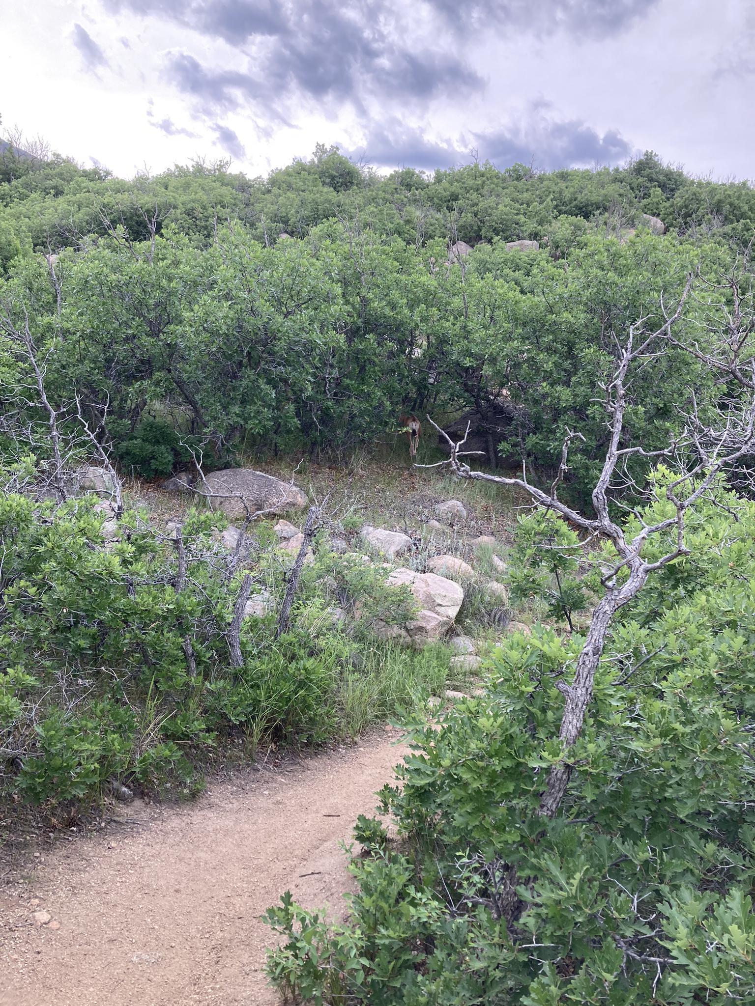 Dirt path winding through dense green bushes and rocks under cloudy sky.