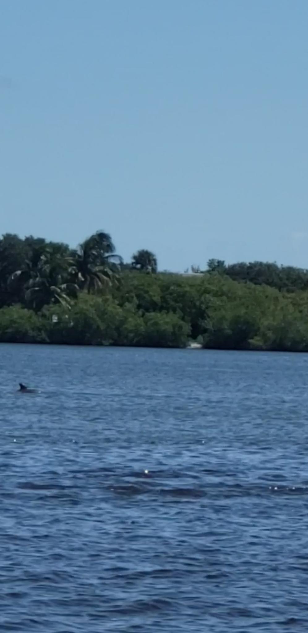 Wide blue water with a dolphin fin and distant tropical treeline under clear sky.