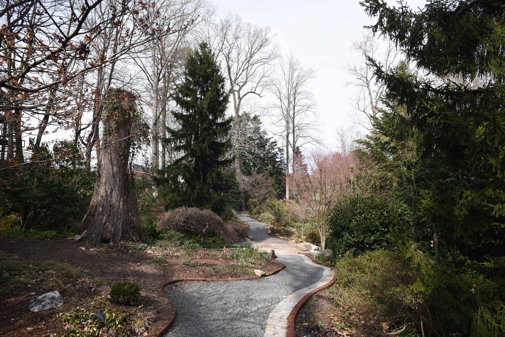 Winding gravel path through a diverse garden with bare and evergreen trees.