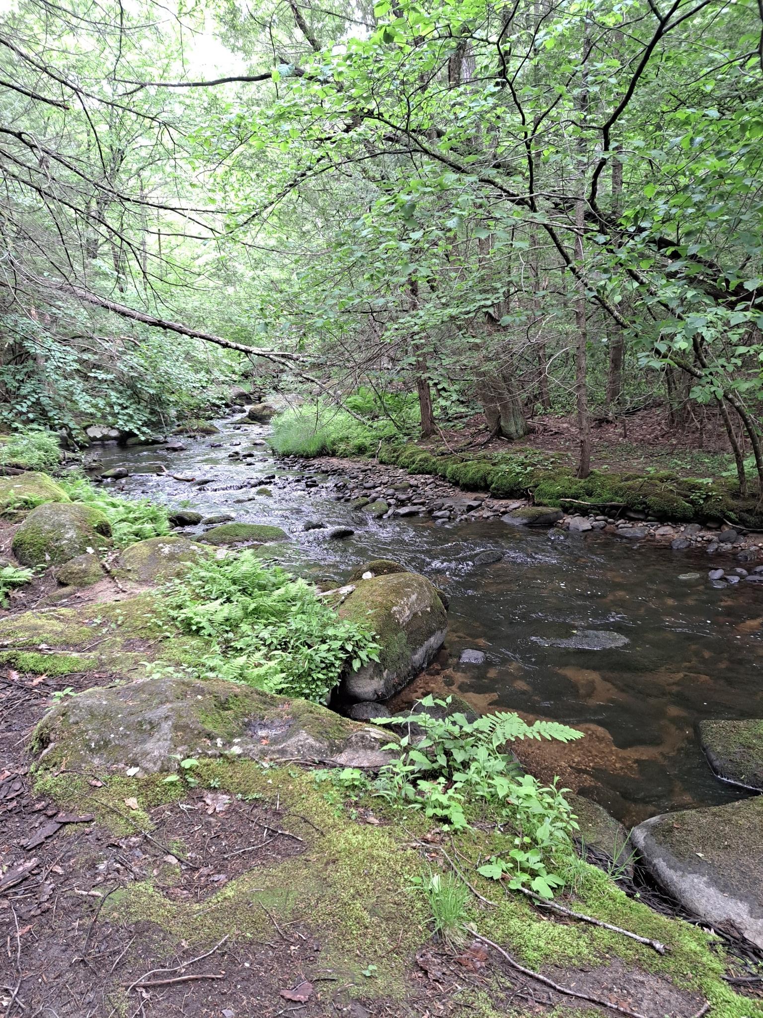 A rocky stream flows through a lush green forest with mossy banks.