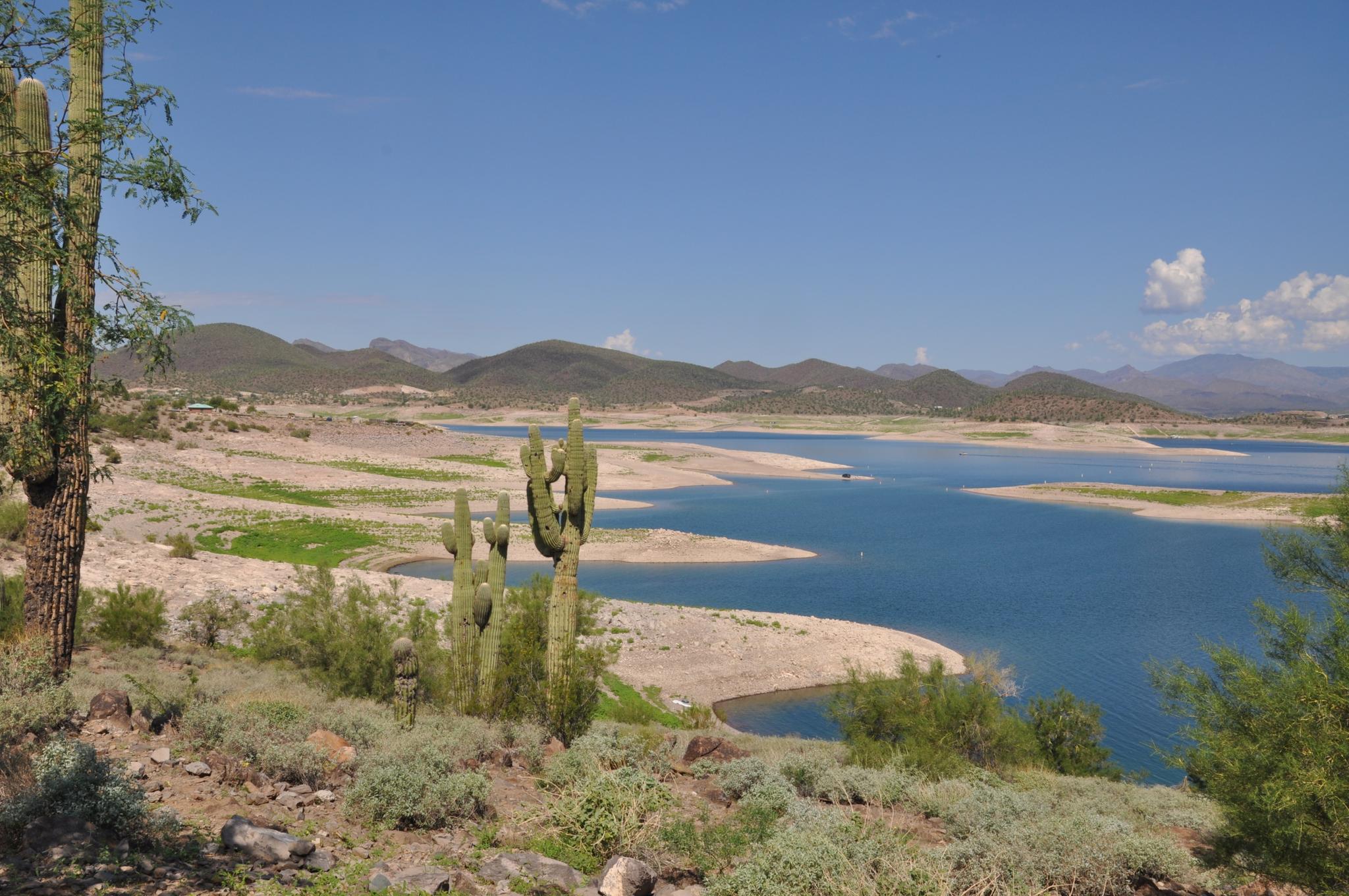 Saguaro cacti overlook a blue lake and desert mountains on a bright day.