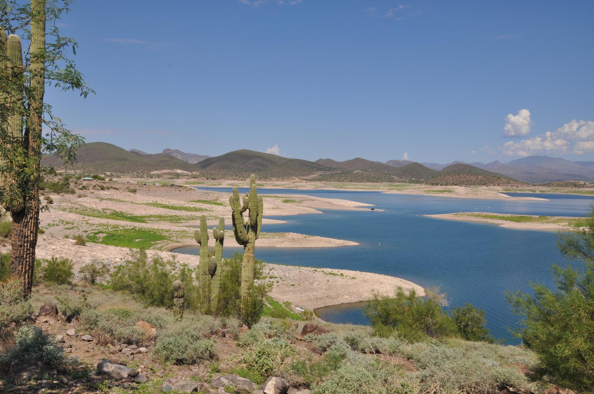 Saguaro cacti overlook a blue lake and desert mountains on a bright day.