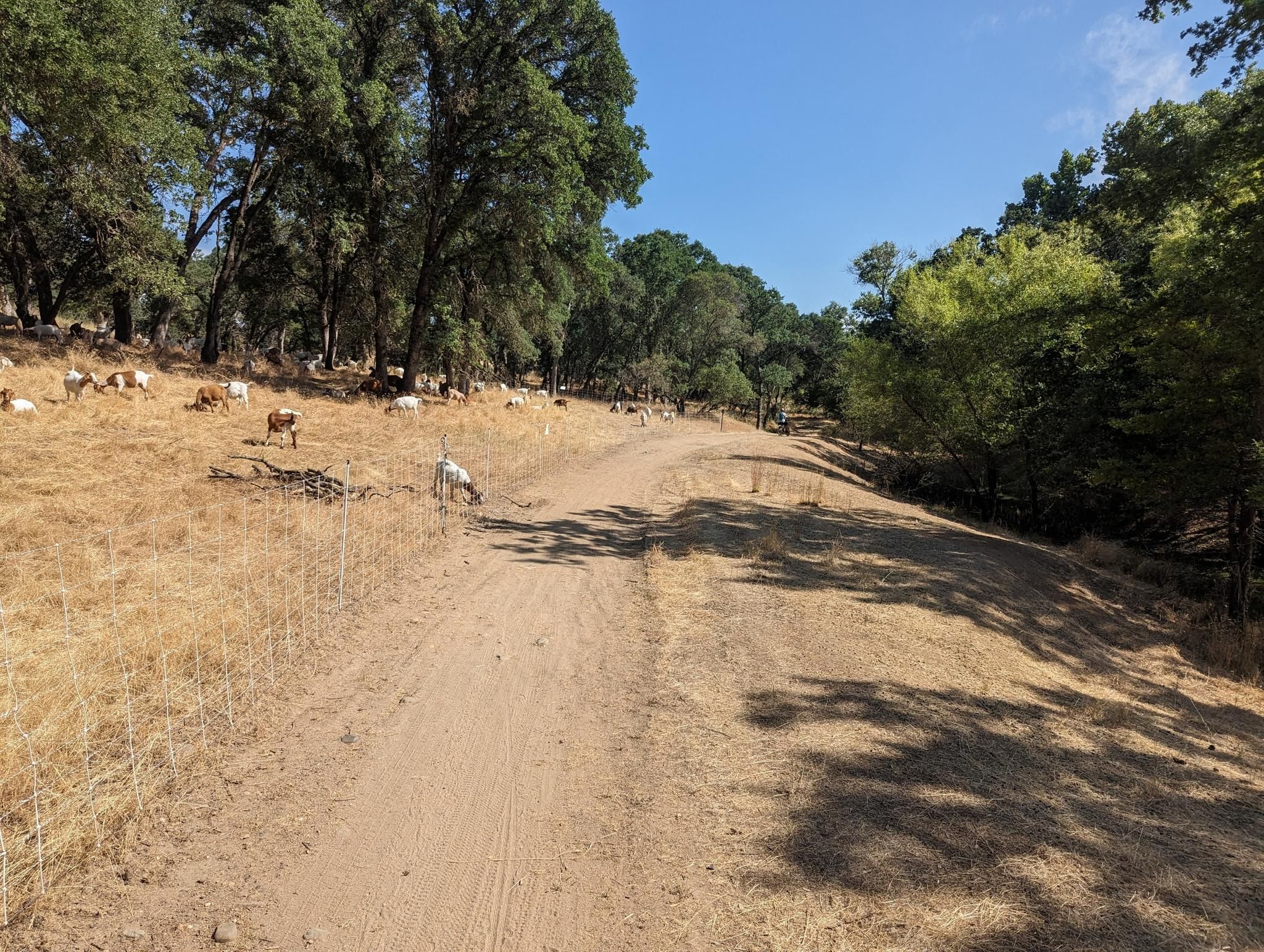 Goats graze on a sunny, dry hillside next to a dirt path. - Secret Ravine Trail loop from N Sunrise at Stone Point