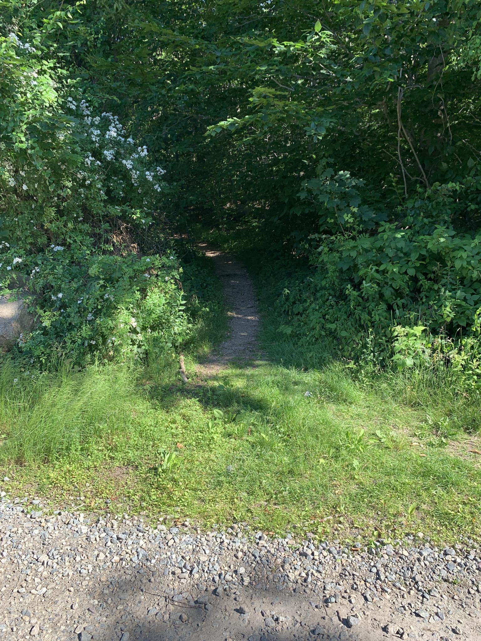 Narrow dirt path leading into a dark, dense forest on a sunny day.