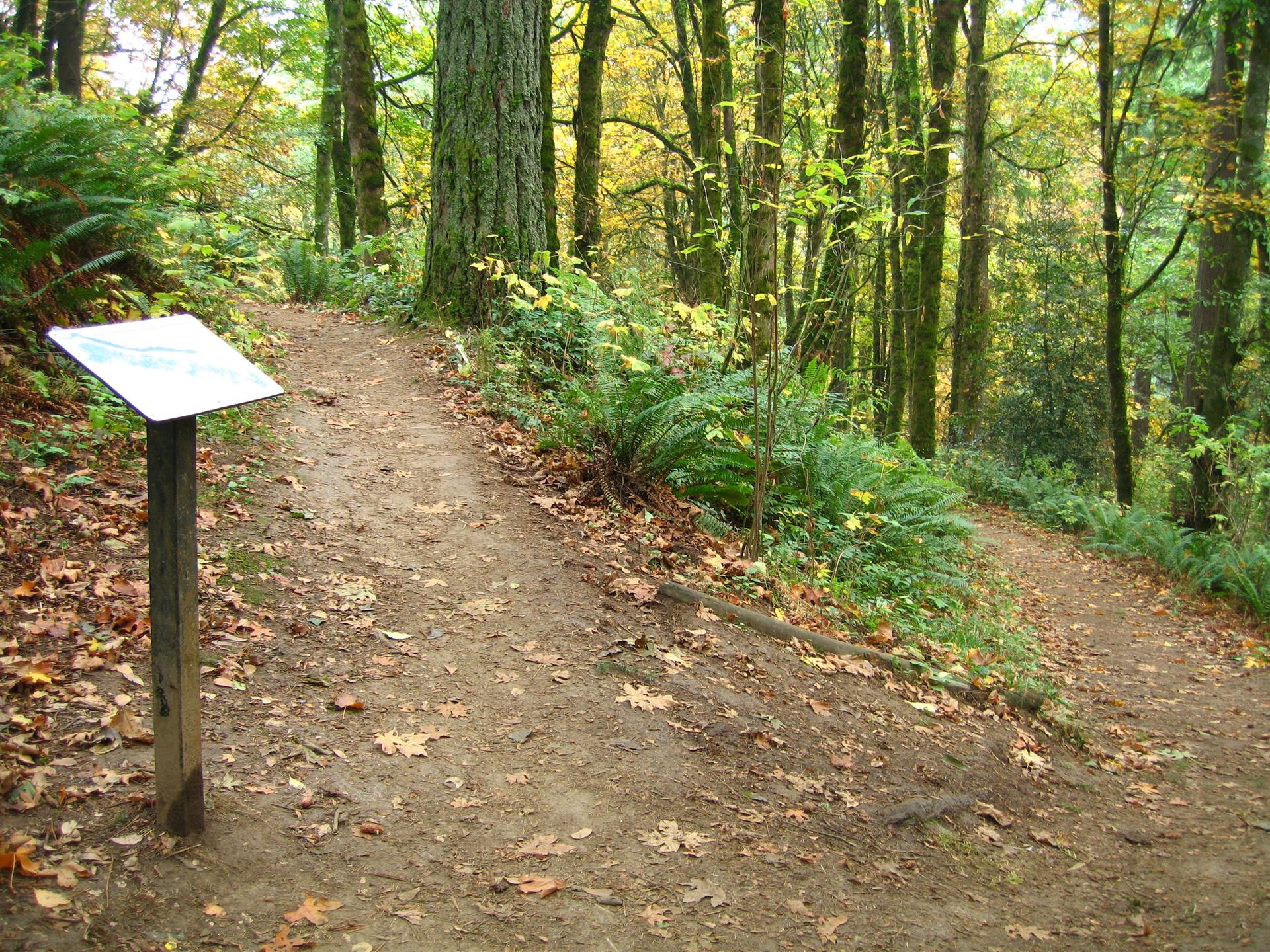Fork in a dirt trail with a small signpost in an autumn forest.