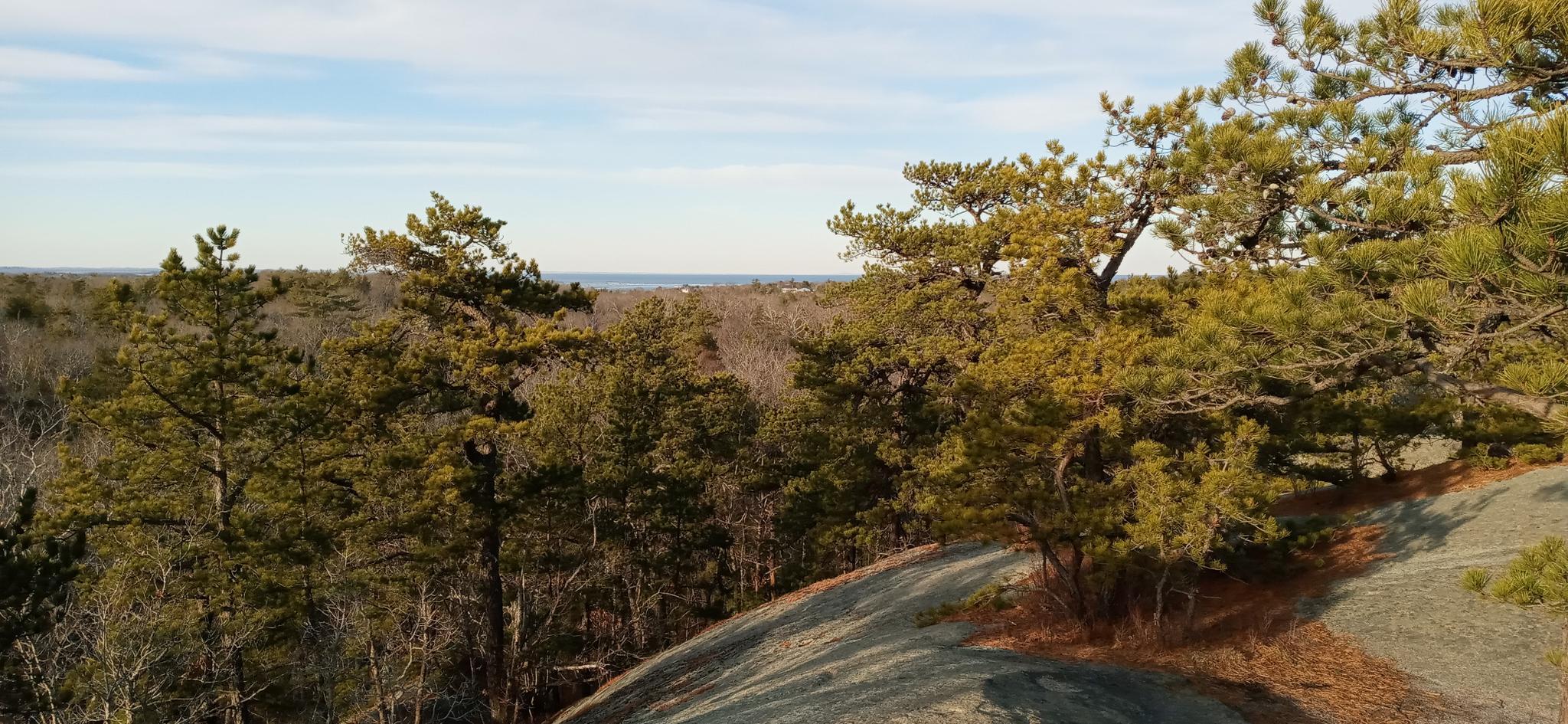 Pine trees on a rocky overlook, offering a view of a distant forest.