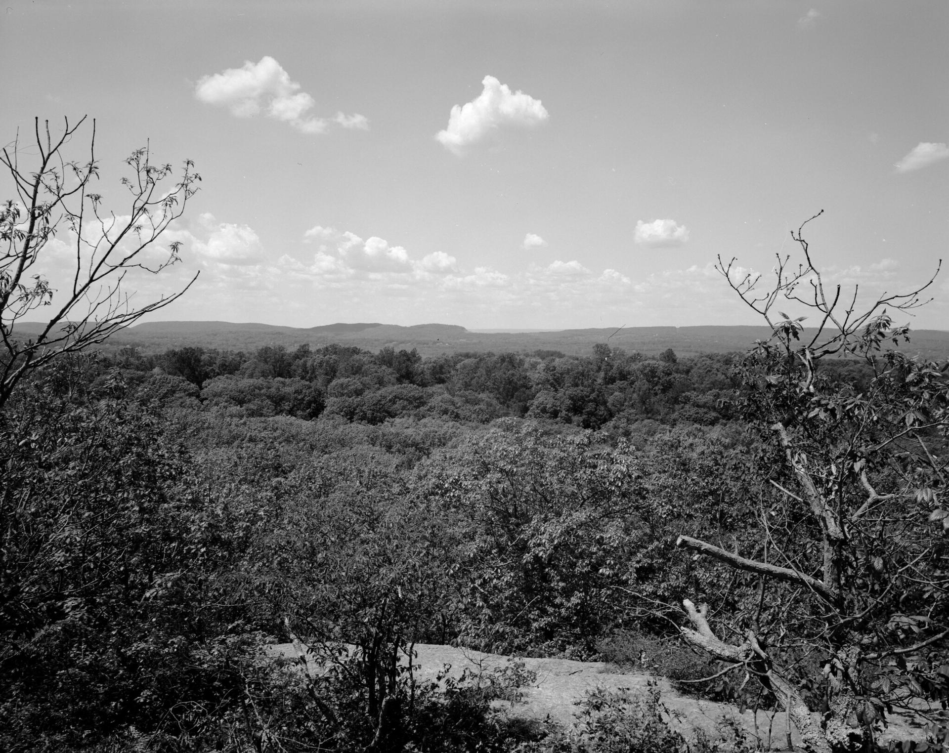 Black and white panoramic view of a vast forest under a cloudy sky.