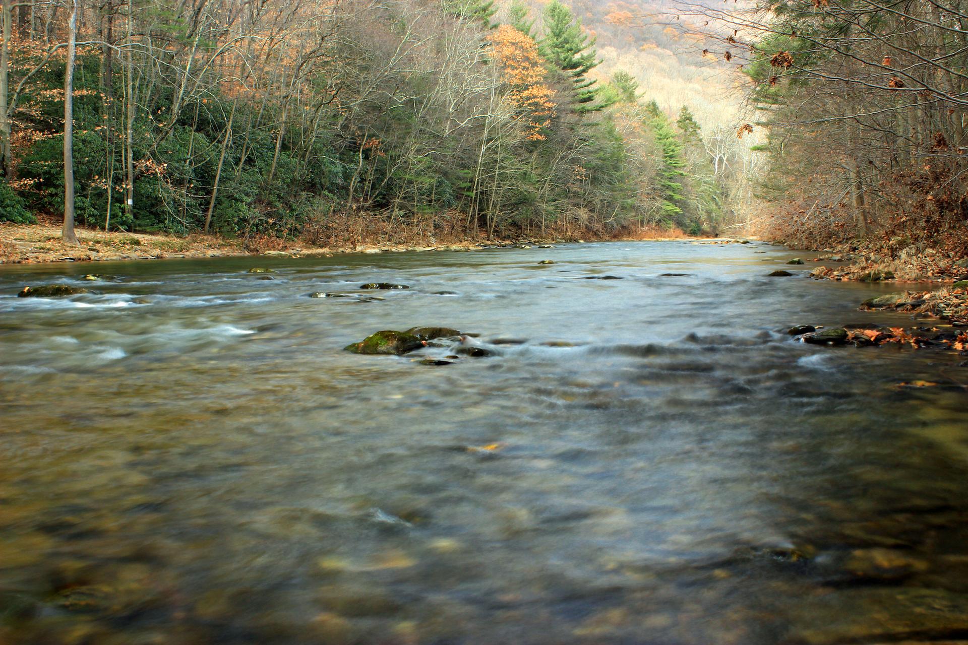 A river flows through a forest with bare and evergreen trees under soft light.