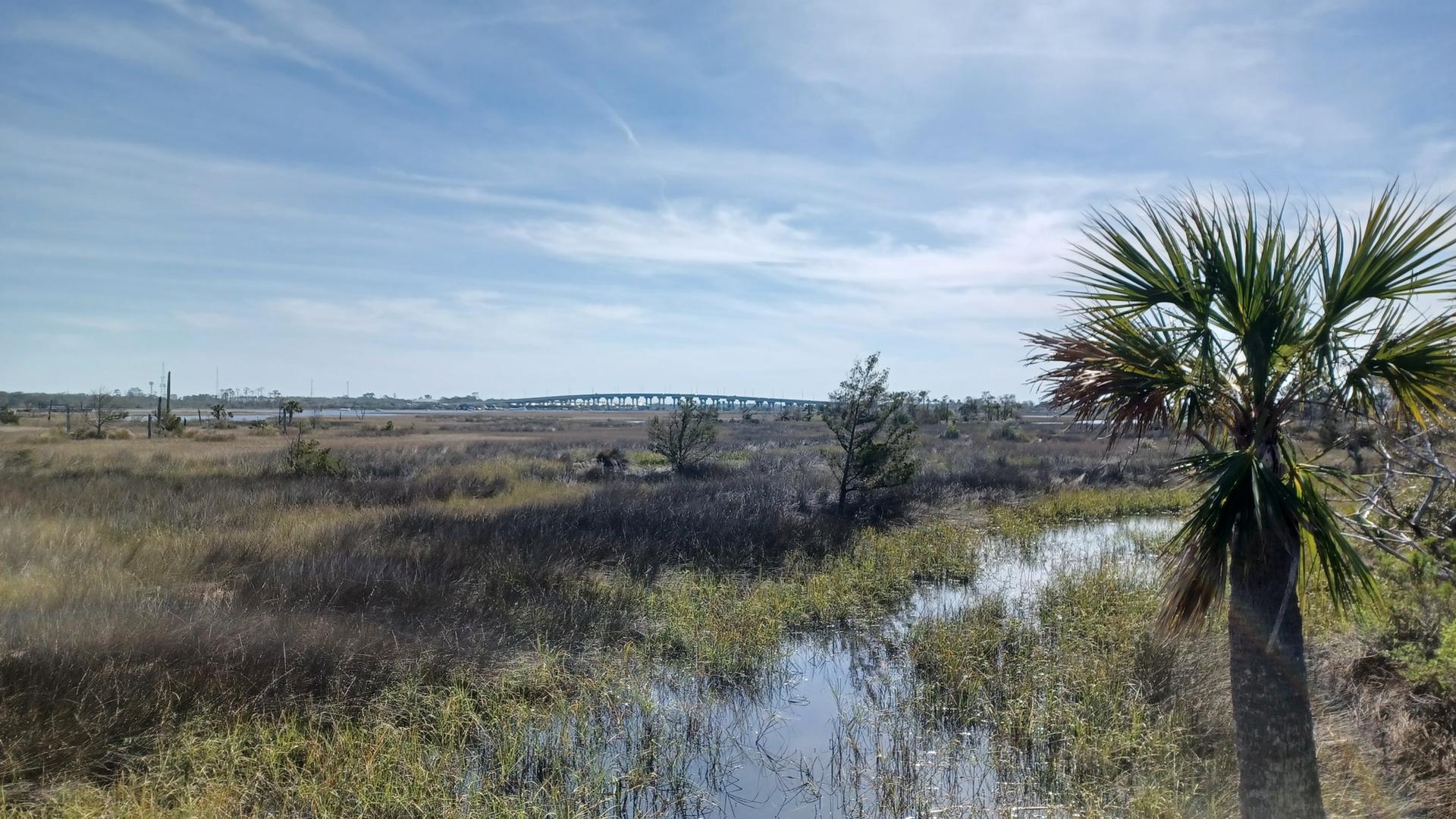 A sunny marsh landscape with a palm tree in the foreground and a distant bridge.