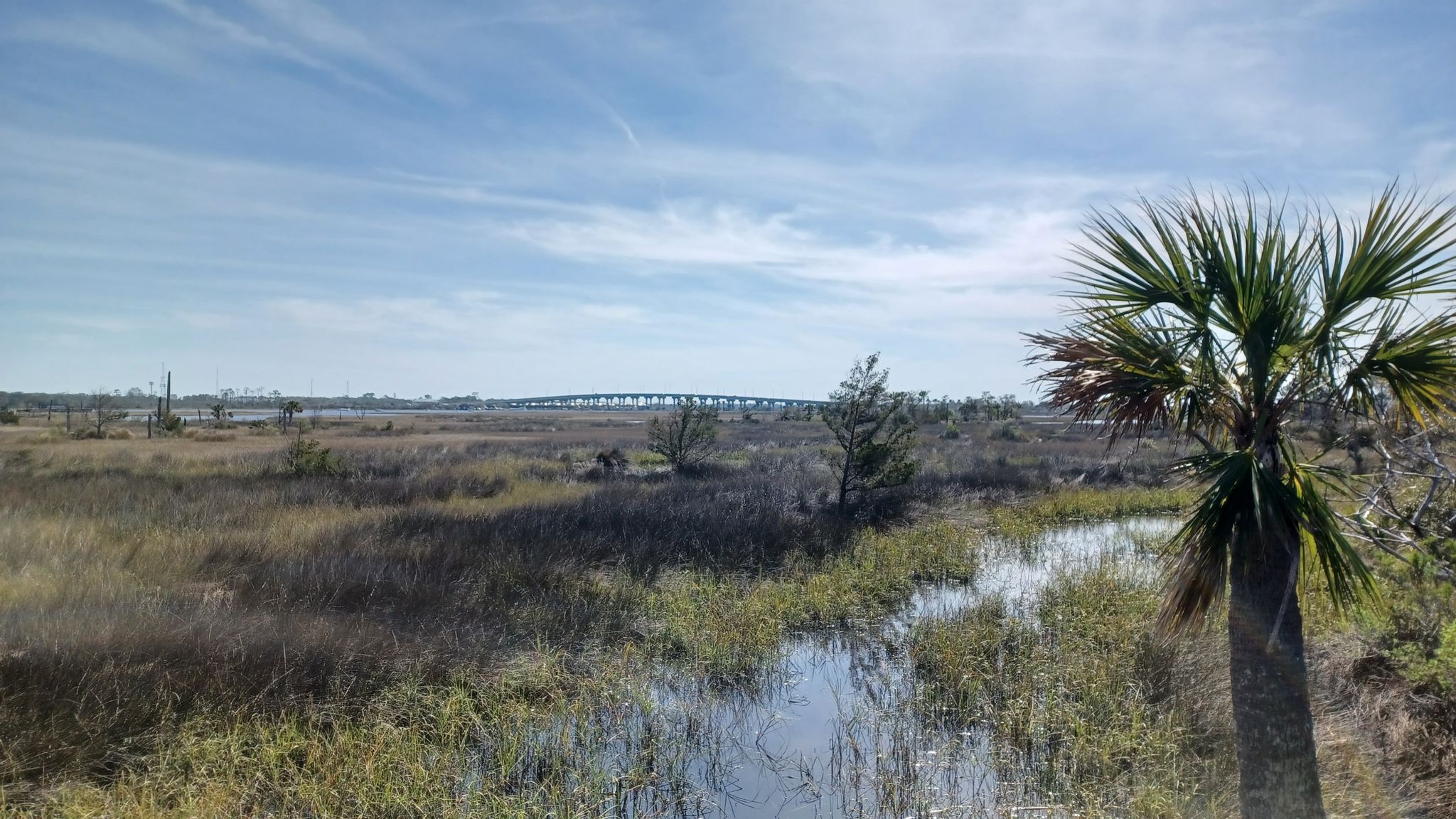 A sunny marsh landscape with a palm tree in the foreground and a distant bridge. - Island Trail