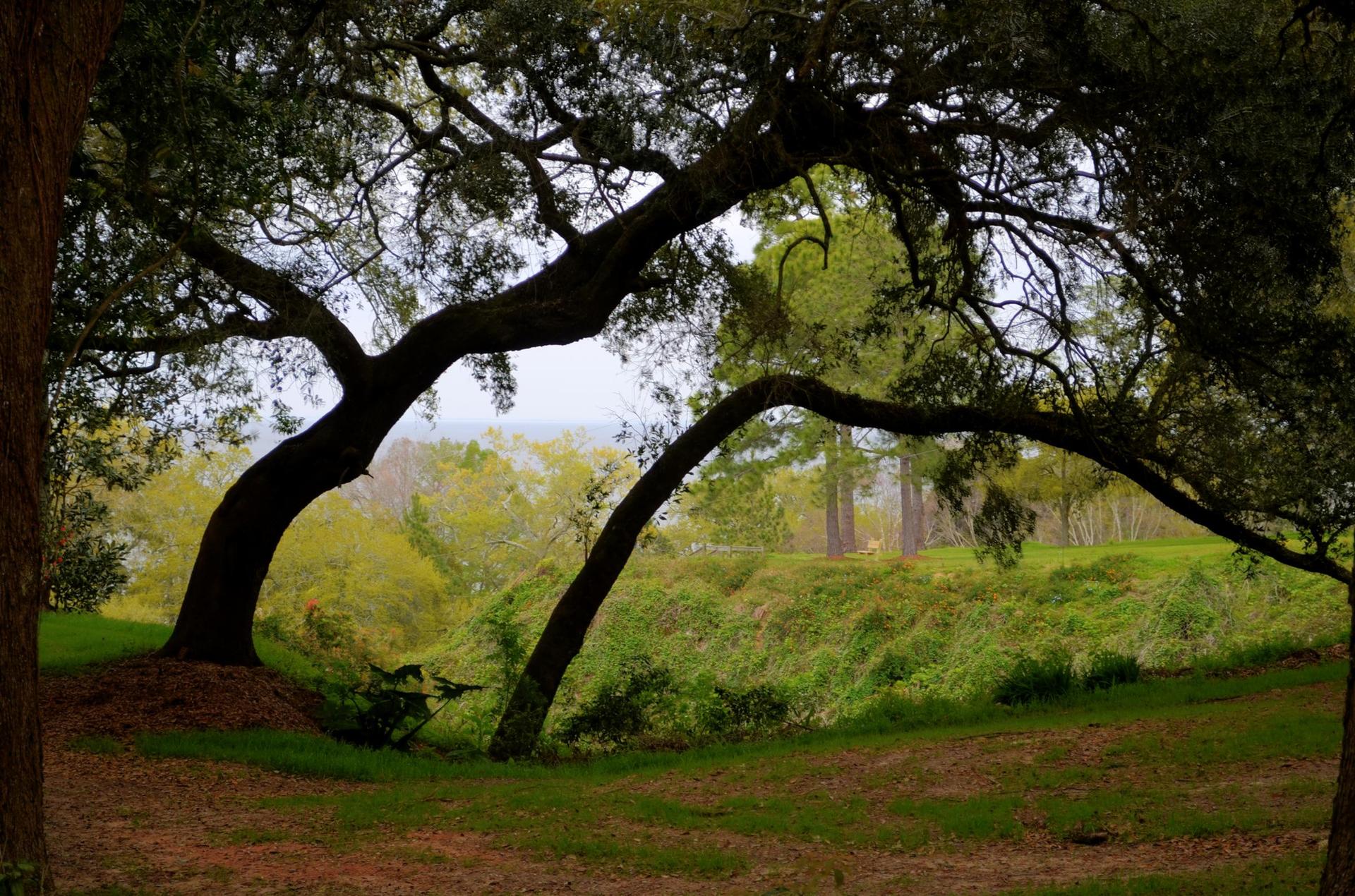 Two large, gnarled trees frame a lush, green, shaded landscape.