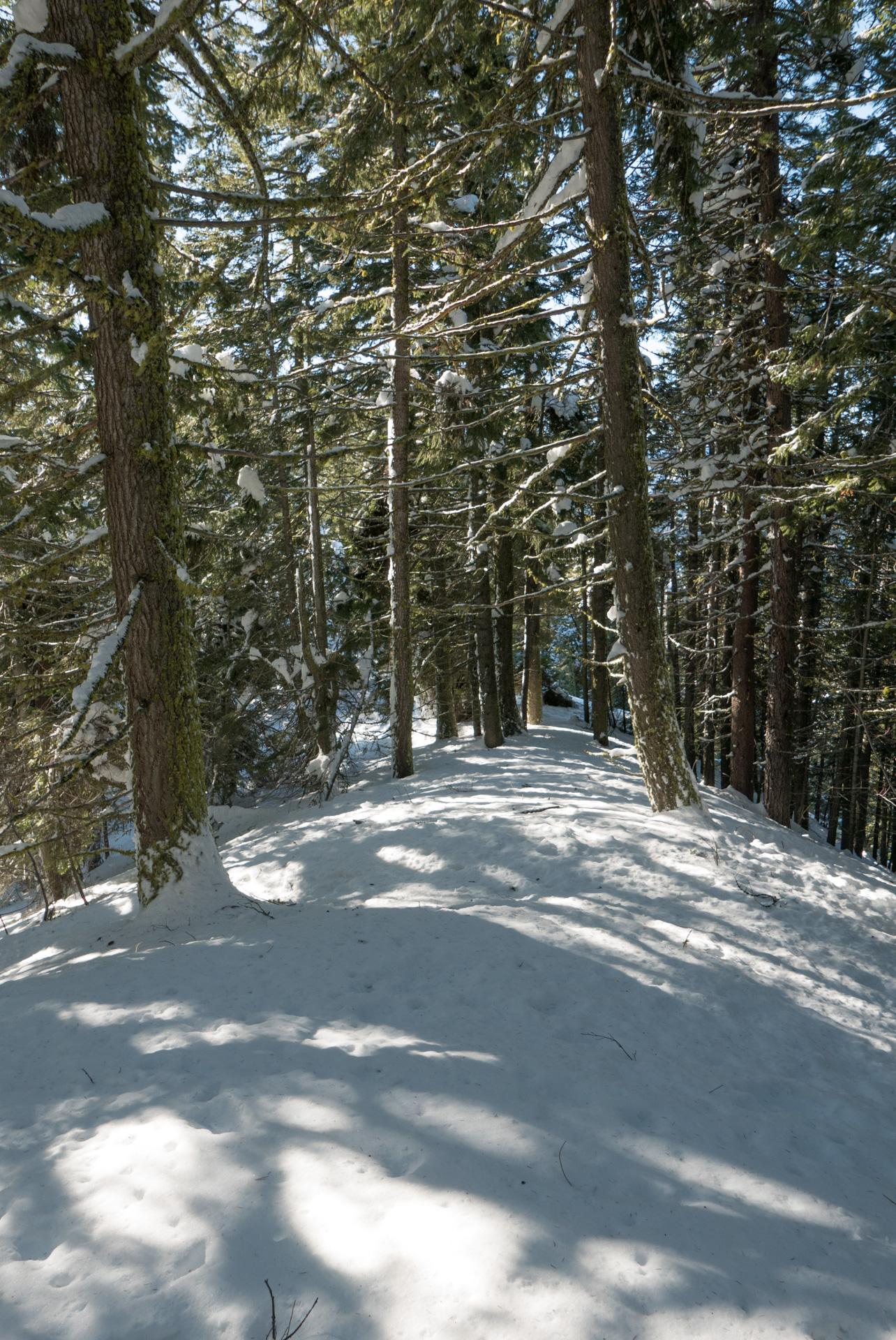 Bright sun illuminates a snowy forest path with long tree shadows.