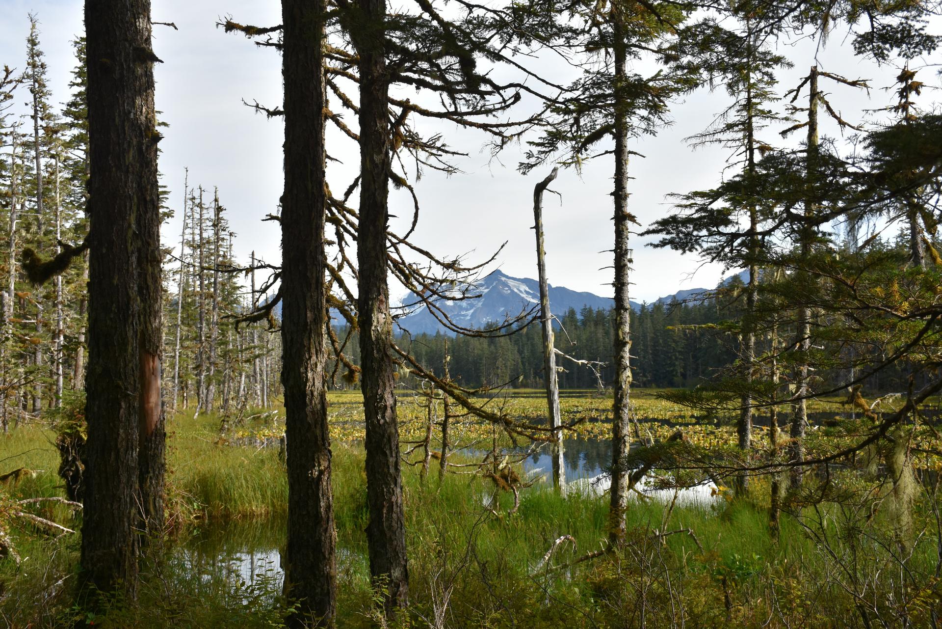 Forested wetland with a distant snow-capped mountain under a cloudy sky.