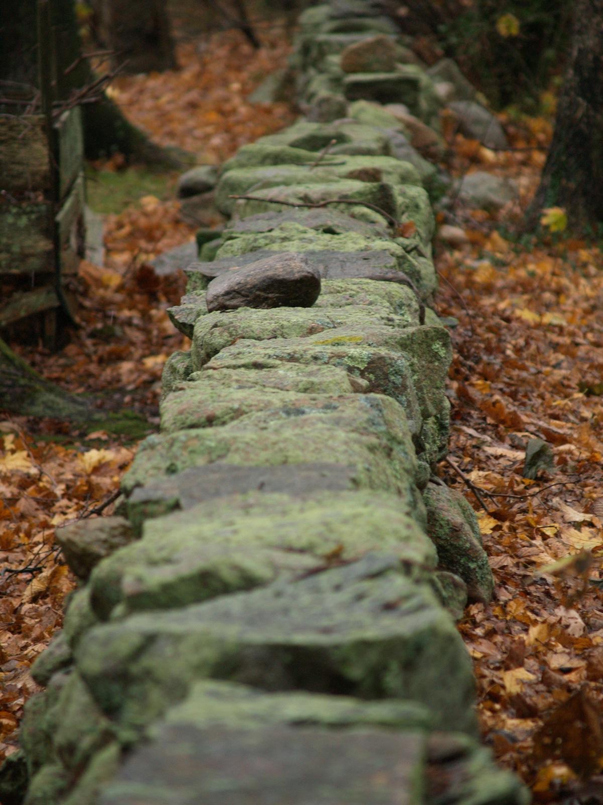 Mossy stone wall winding through a forest floor covered in autumn leaves.