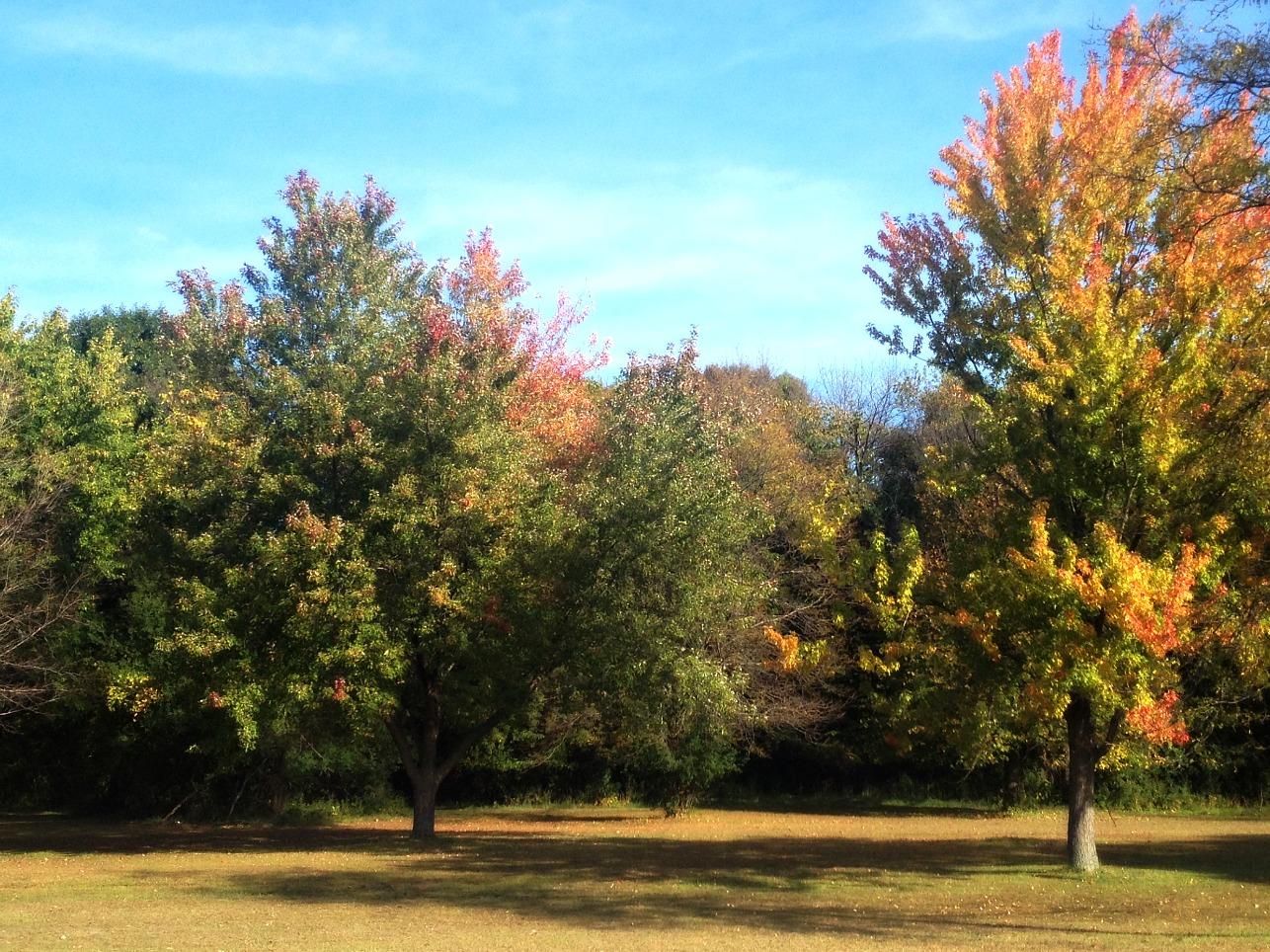 Sunny autumn landscape with vibrant trees and shadows on a grassy field.