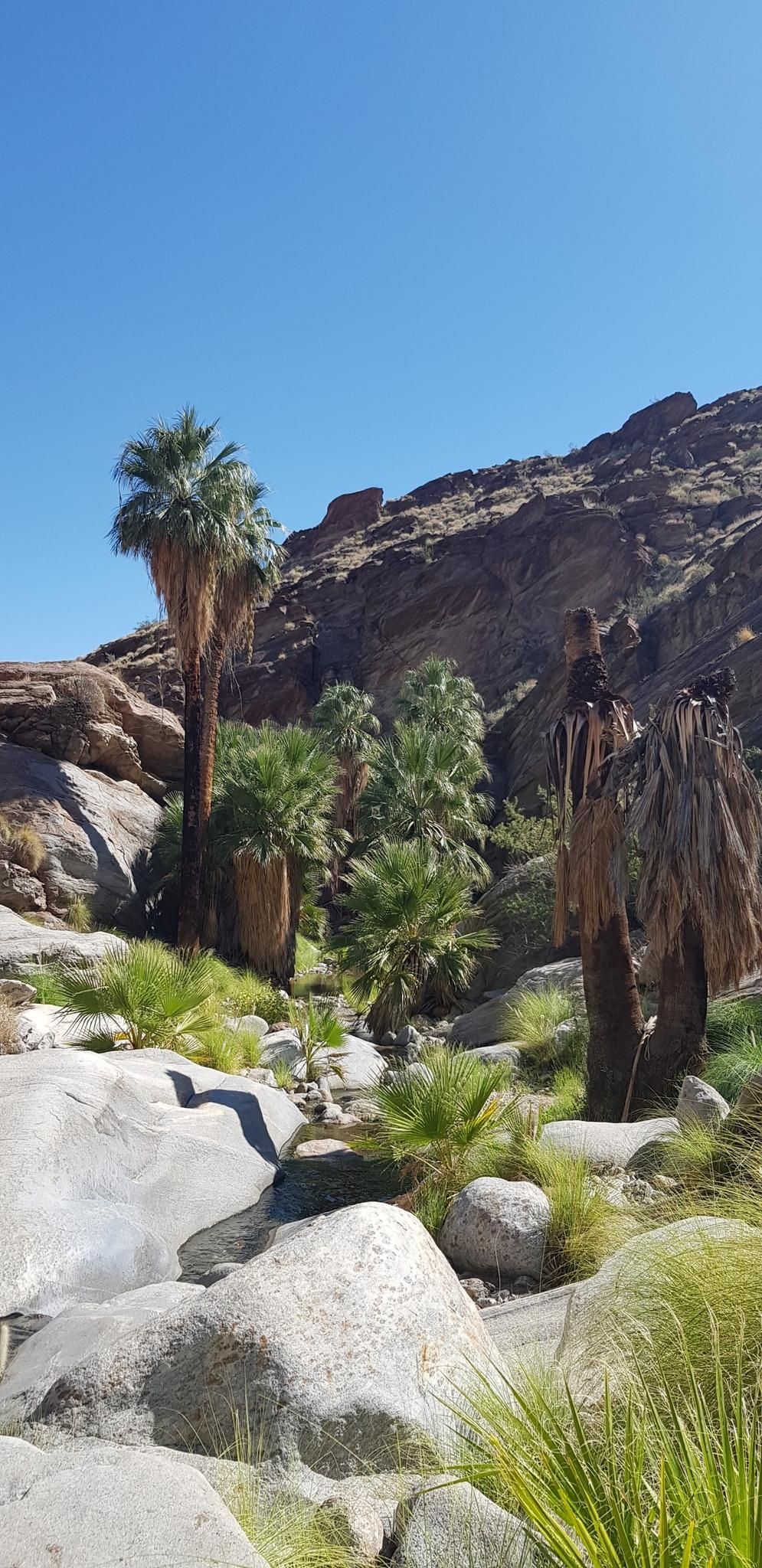 Palm trees and large rocks in a desert oasis under a clear sky. - Murray Canyon Trail