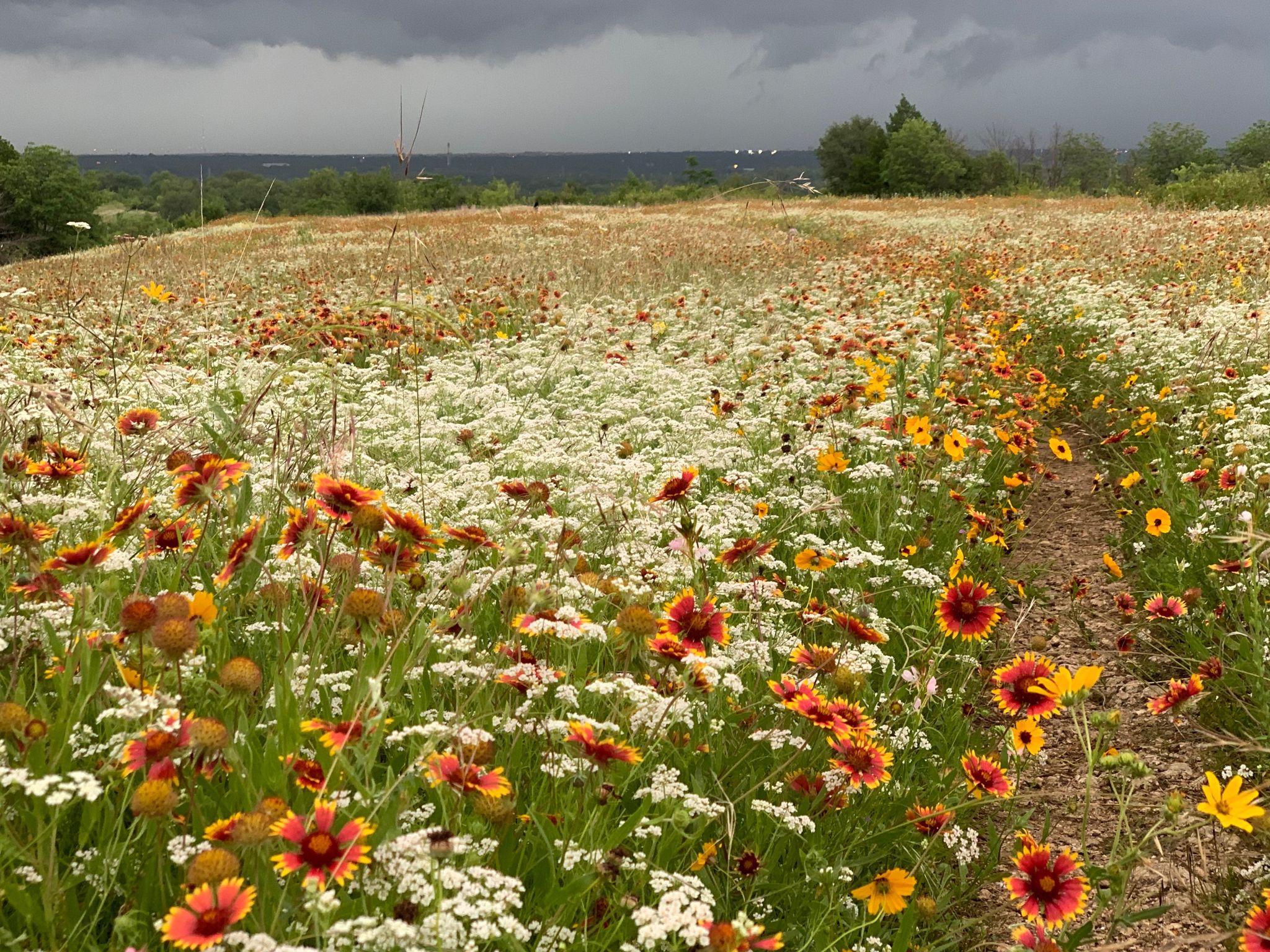 A vibrant field of red, yellow, and white wildflowers under a stormy sky. - Hawk Trail Loop