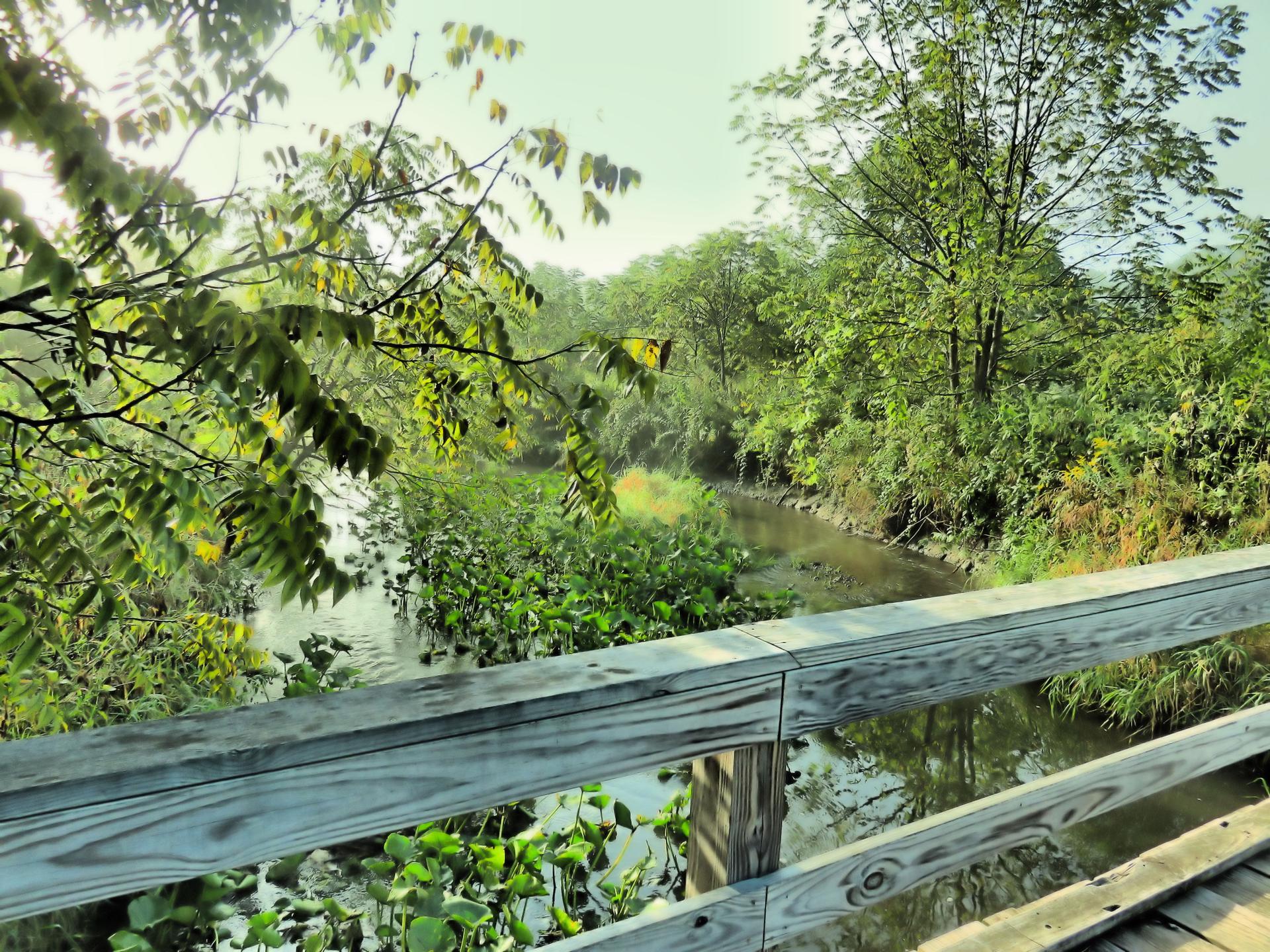 Sunny view from a wooden bridge over a winding stream and green foliage.