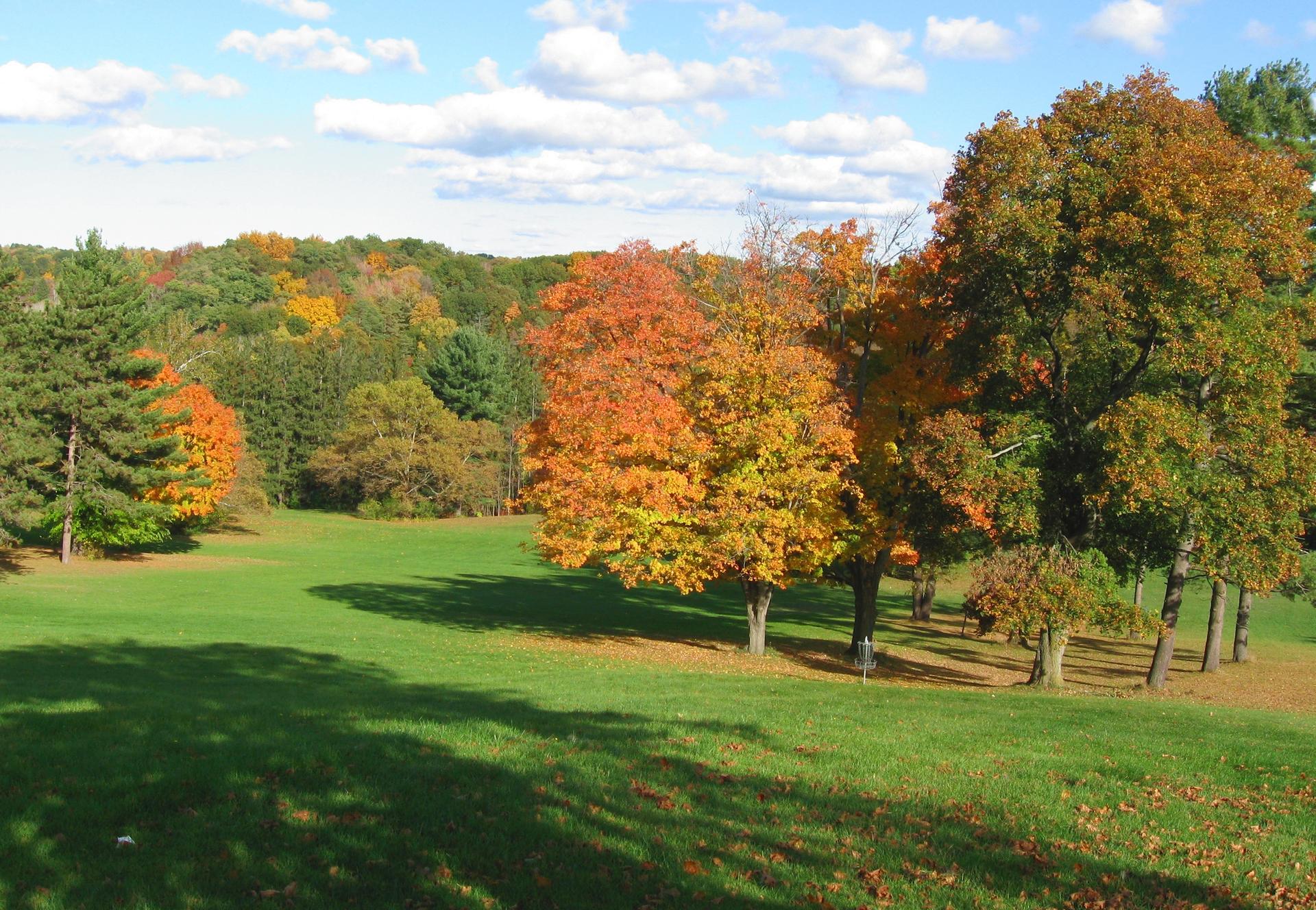 Sunny autumn landscape with colorful trees on a green, rolling field.