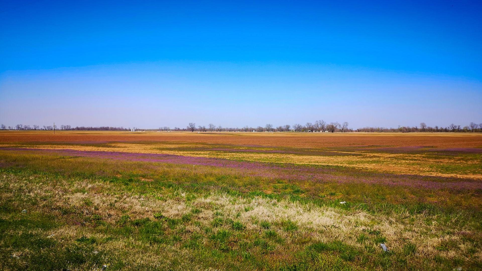 Expansive field with green grass, brown earth, and purple flowers under clear sky.