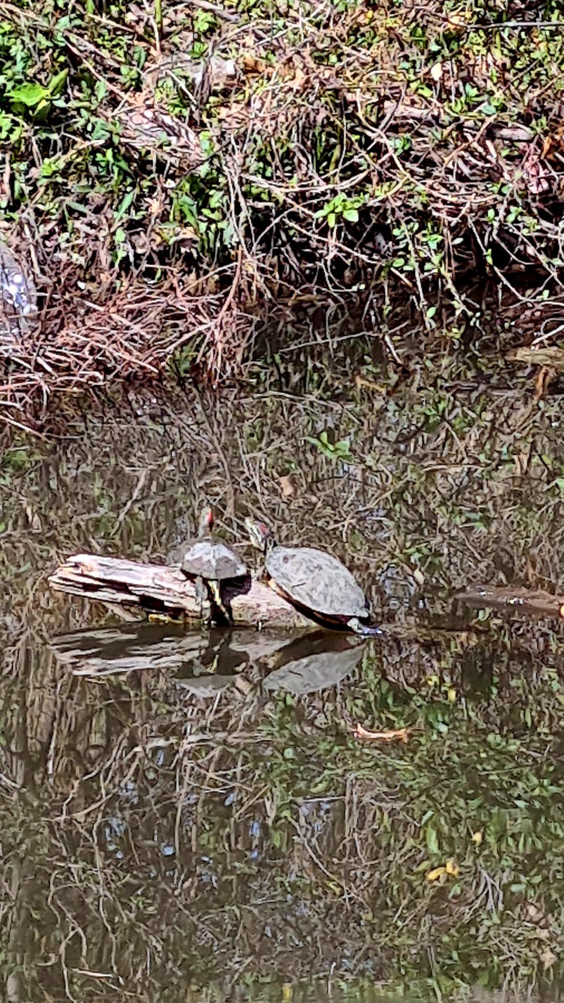 Two turtles bask on a log in murky water with reflections.
