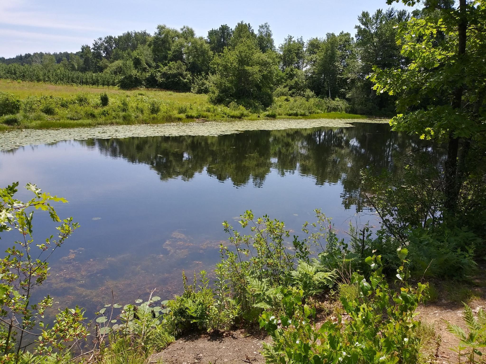 Sunny pond with lily pads, surrounded by lush green trees and fields.