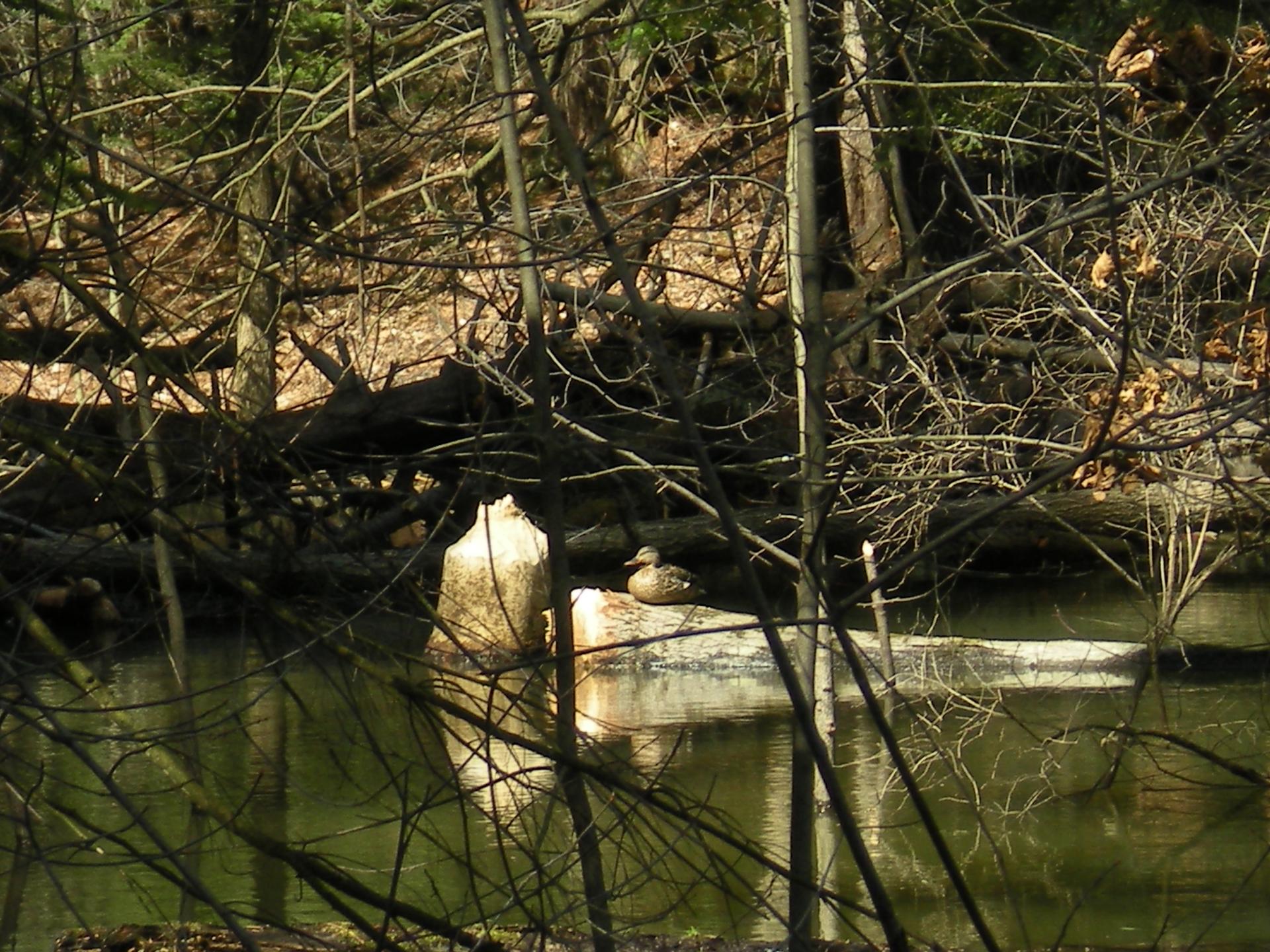 A duck rests on a log in a wooded pond with bare branches in natural light.