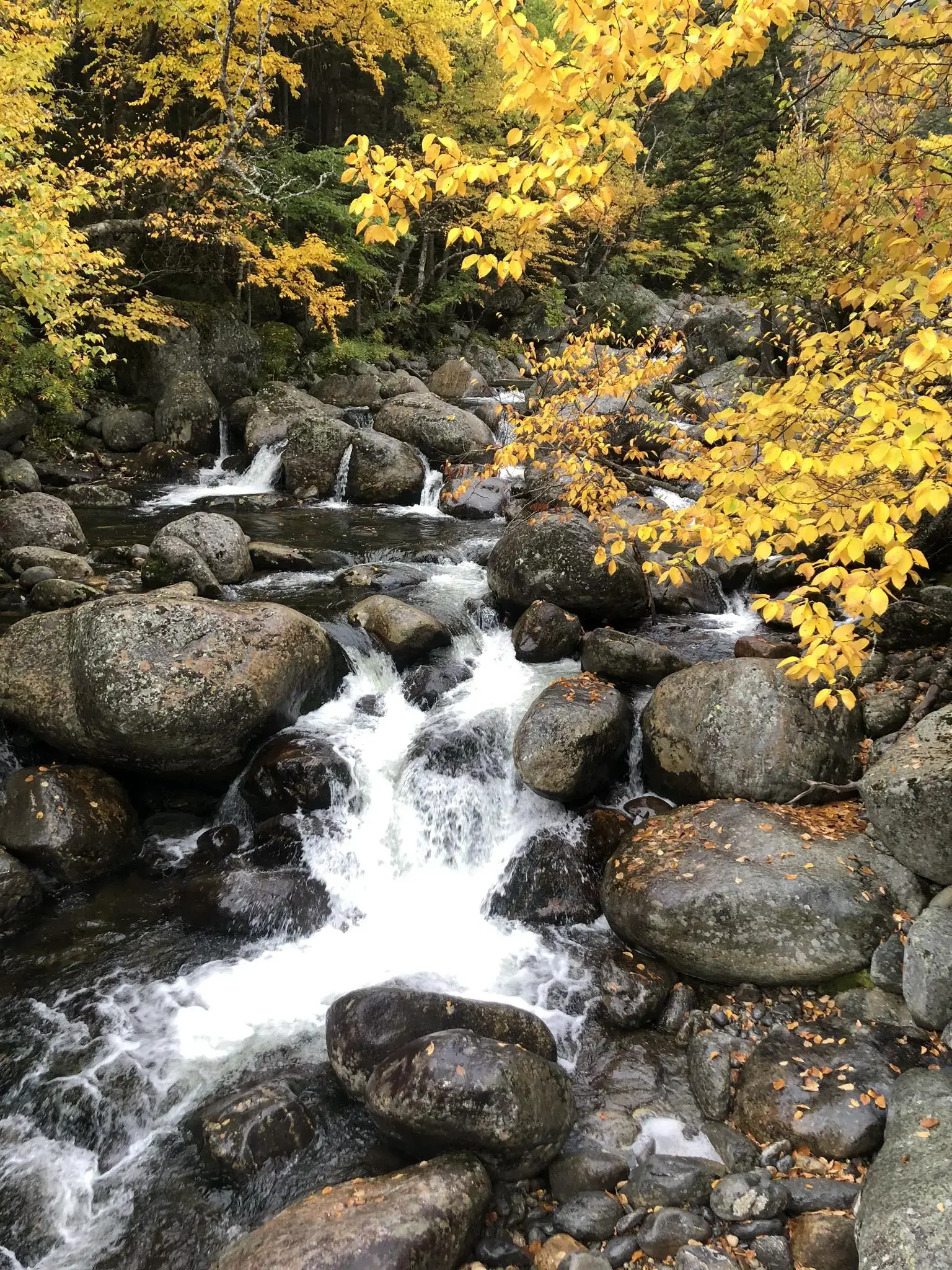 Rushing stream over rocks surrounded by vibrant yellow autumn trees.