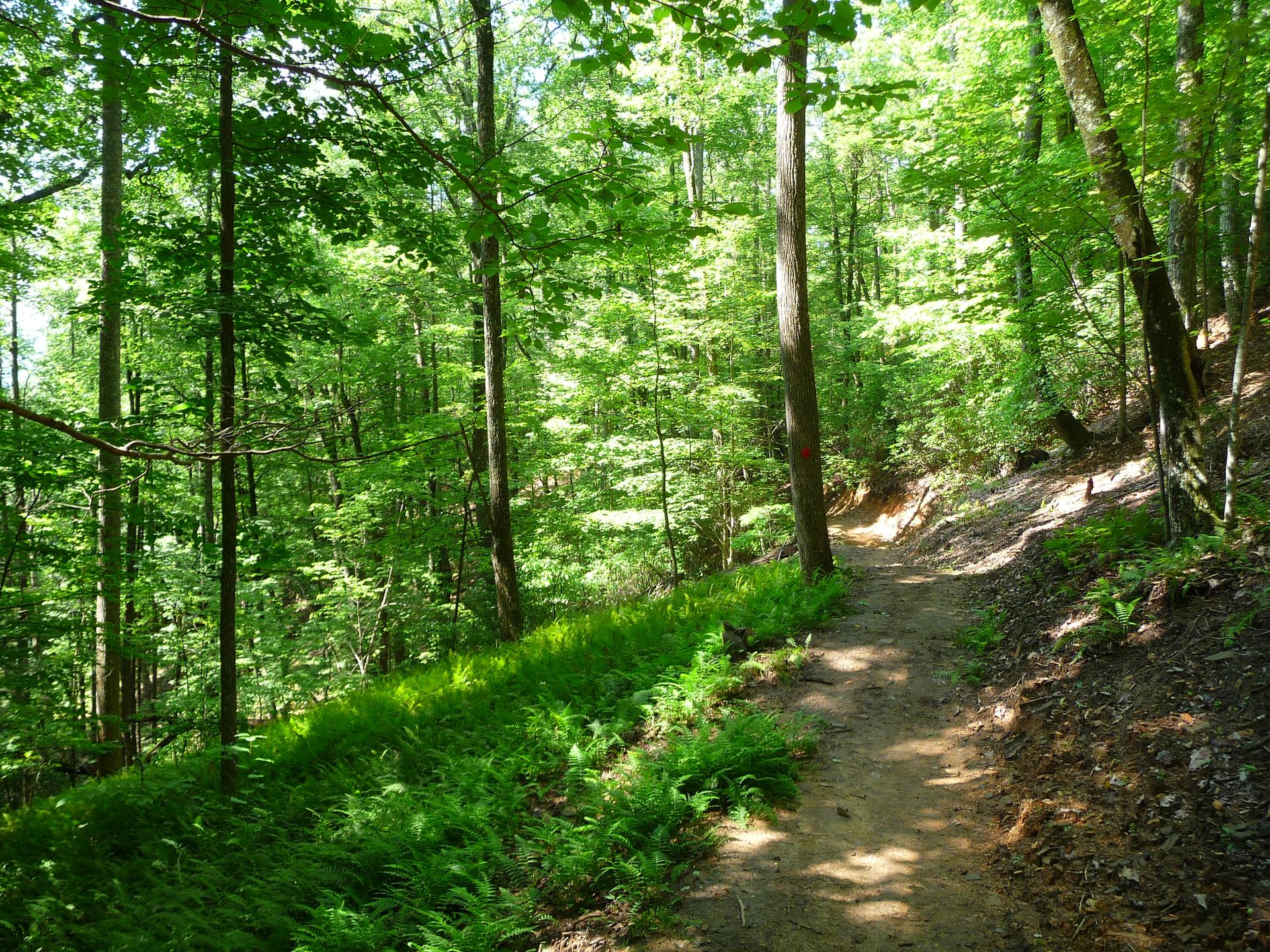 A sun-dappled dirt path winds through a lush green forest with tall trees.