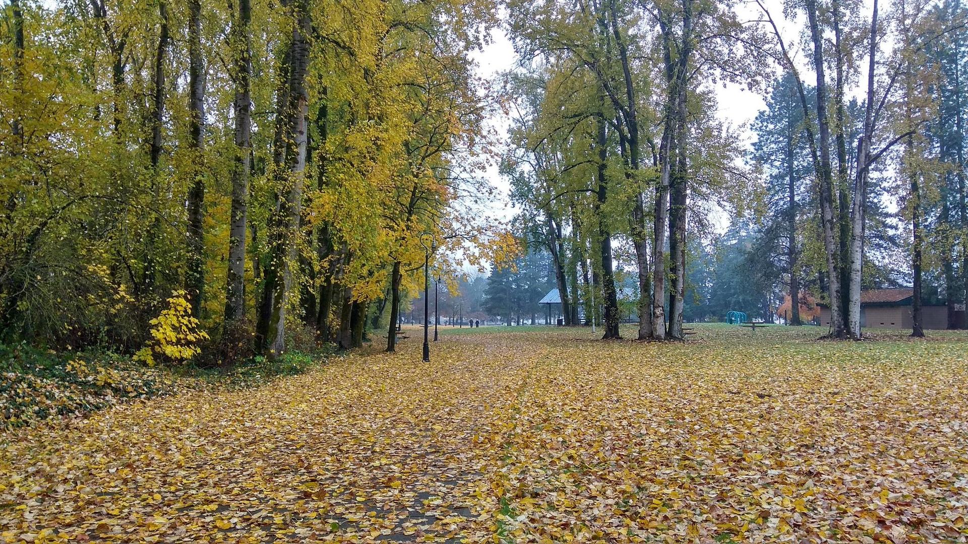 Park path covered in yellow autumn leaves, surrounded by tall trees.