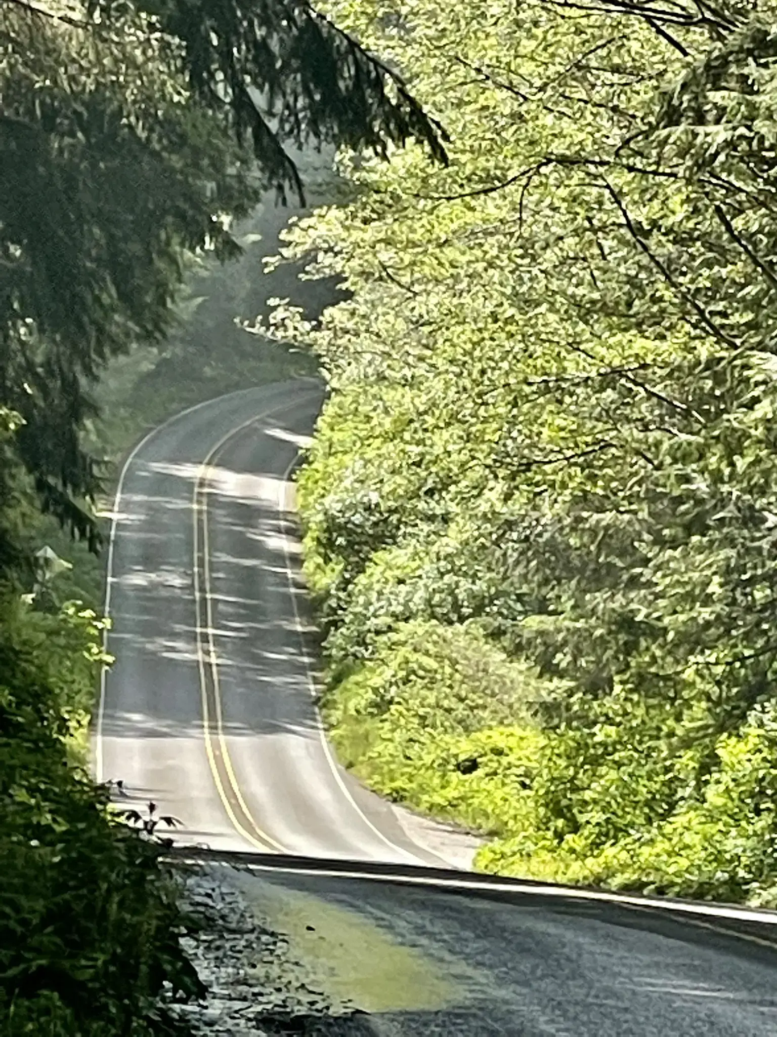 A winding road with dappled sunlight passes through a dense green forest.