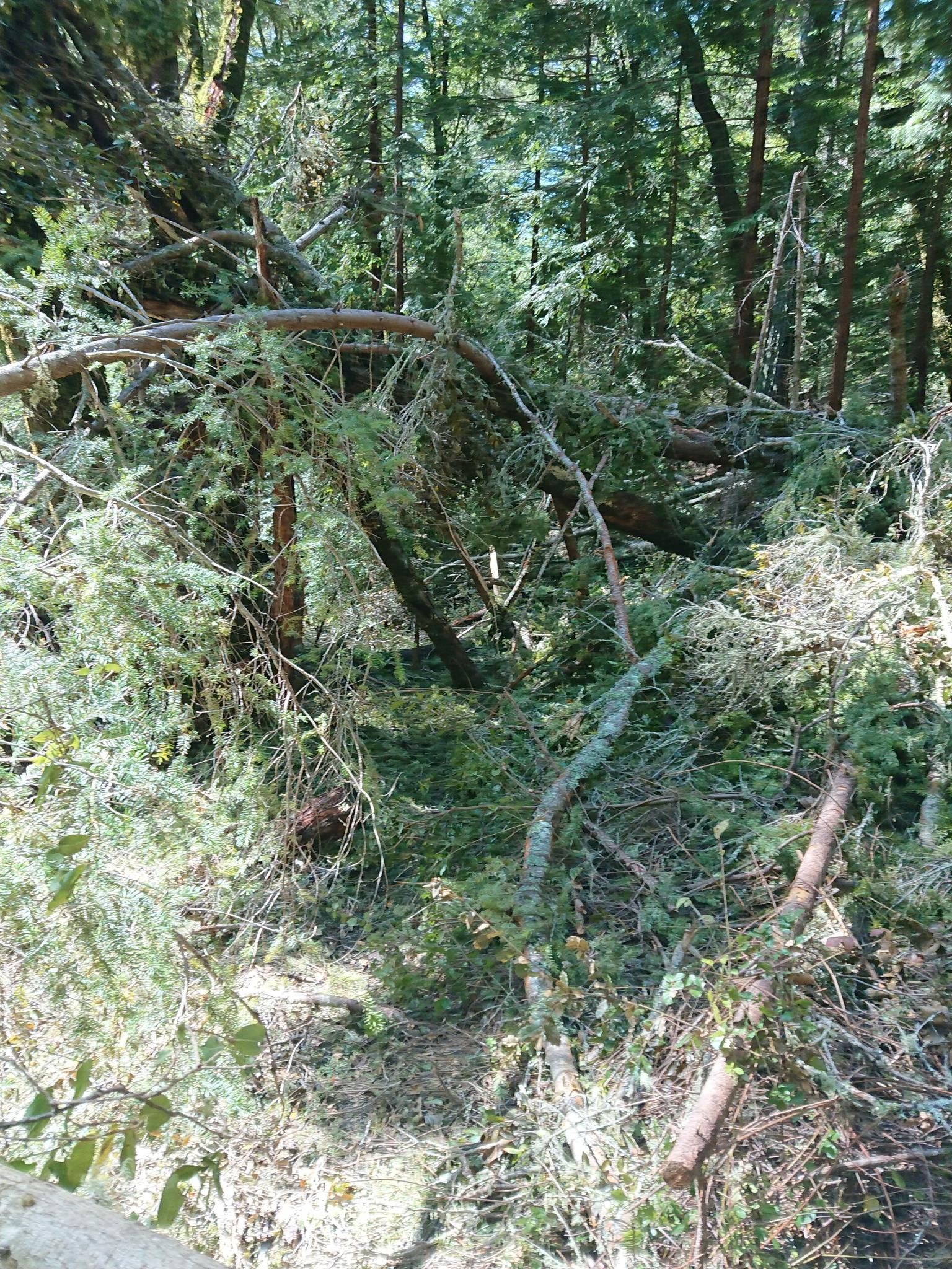 Dense forest with many fallen trees and branches under dappled sunlight. - Mountainbike loop from Henry Cowell Redwoods State Park