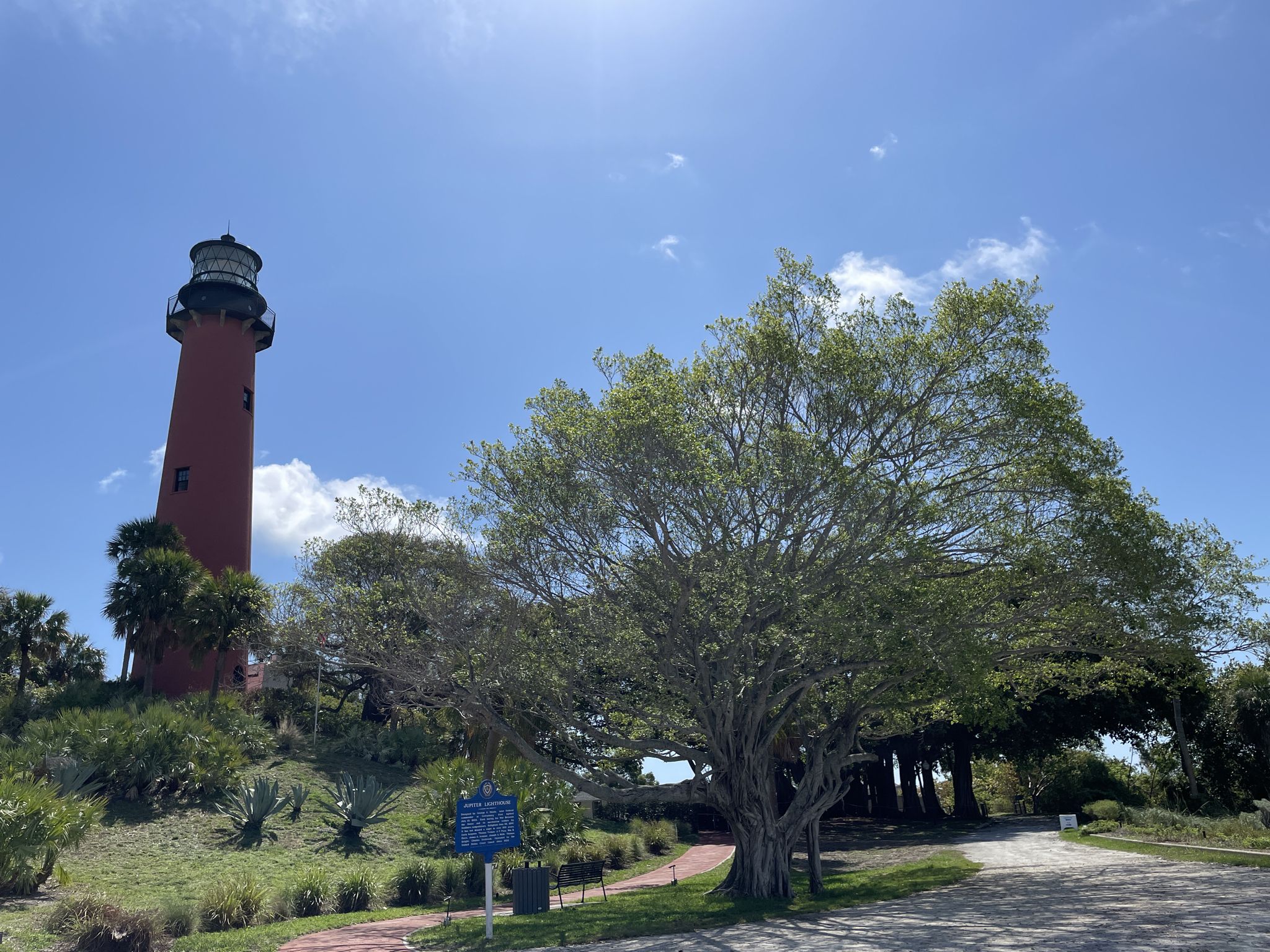 A red lighthouse stands on a sunny hill next to a large tree. - Jupiter Inlet Lighthouse ONA North Trail