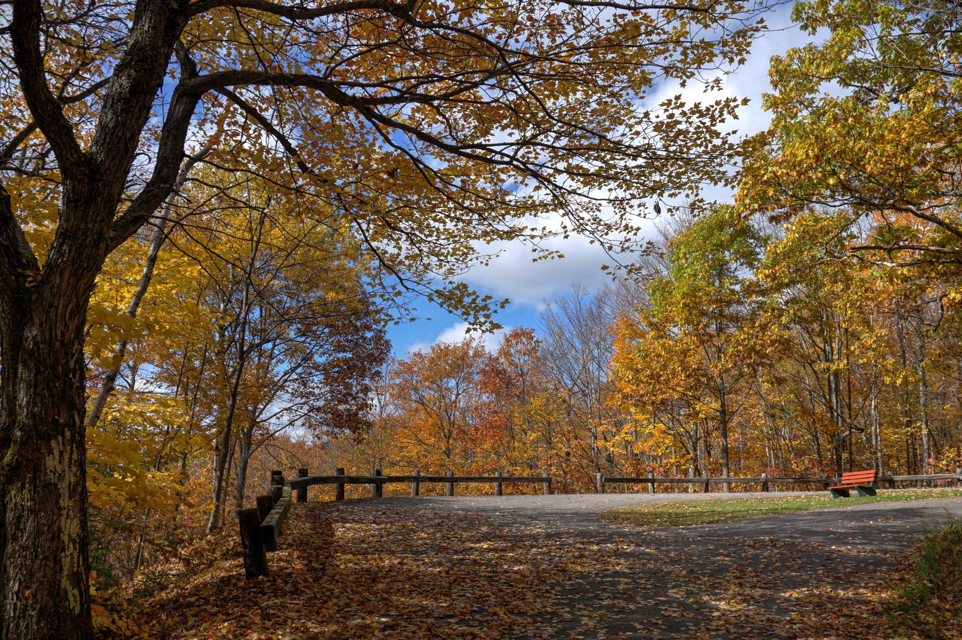 Autumn forest with vibrant fall foliage, a path covered in leaves, and an empty bench.