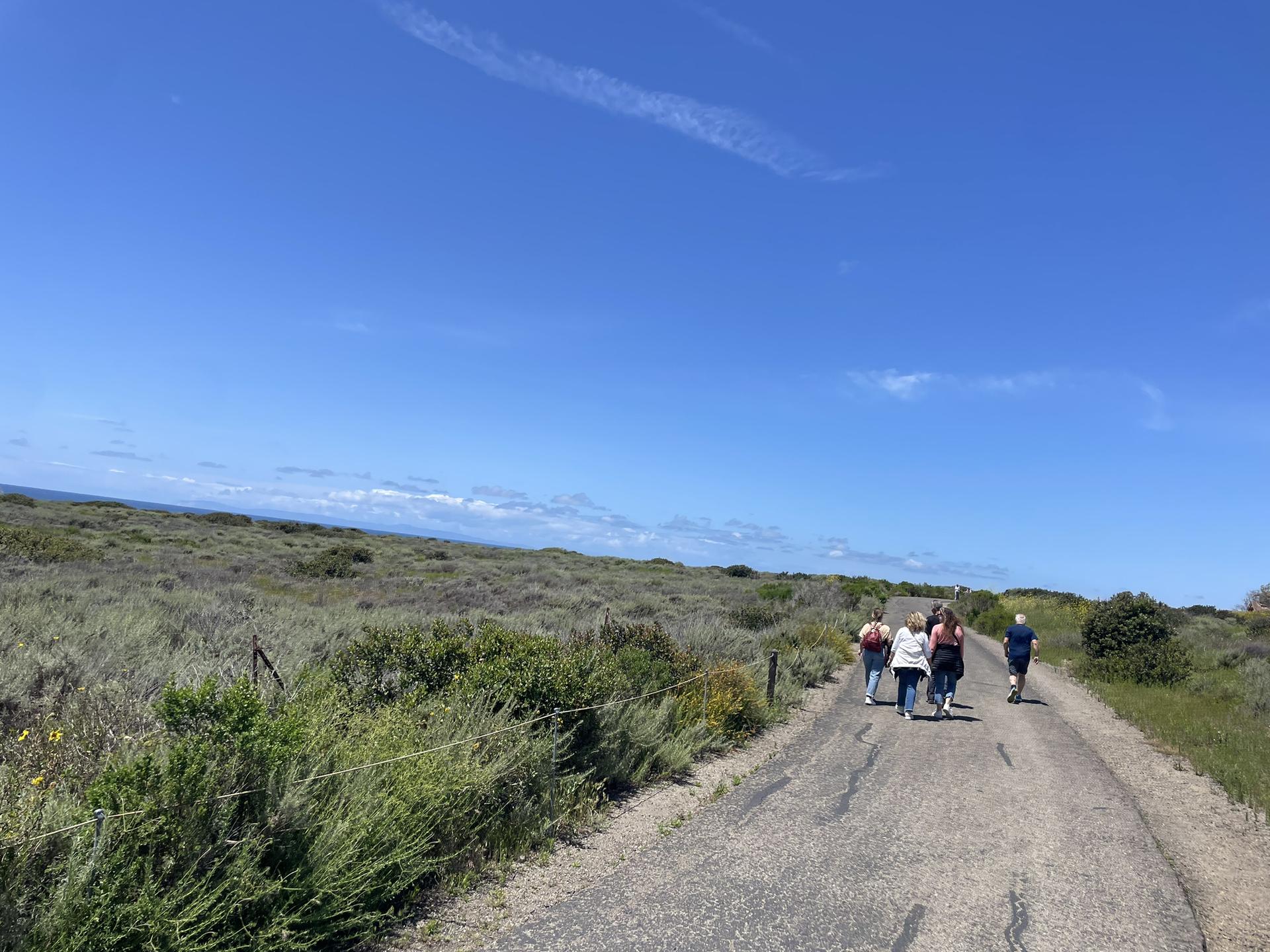 Group of people walk on a sunny road through wide coastal scrubland.