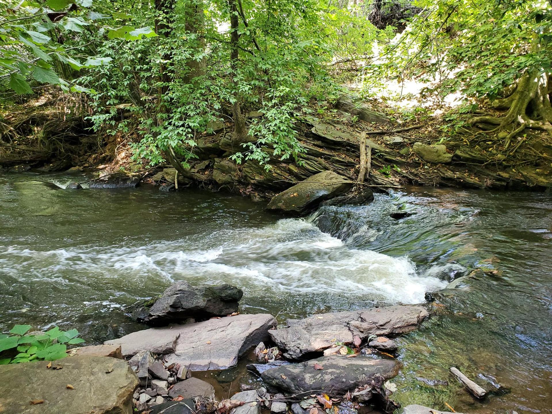 A shaded forest stream flows over rocks, surrounded by green trees.
