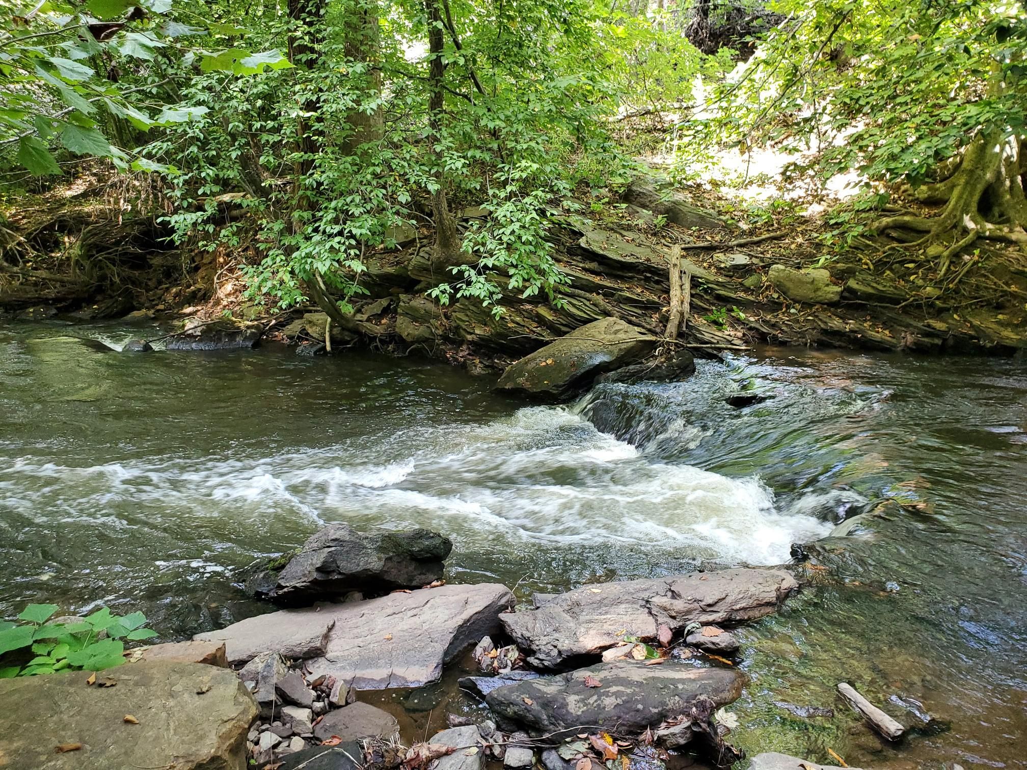 A shaded forest stream flows over rocks, surrounded by green trees. - Salem Creek Greenway