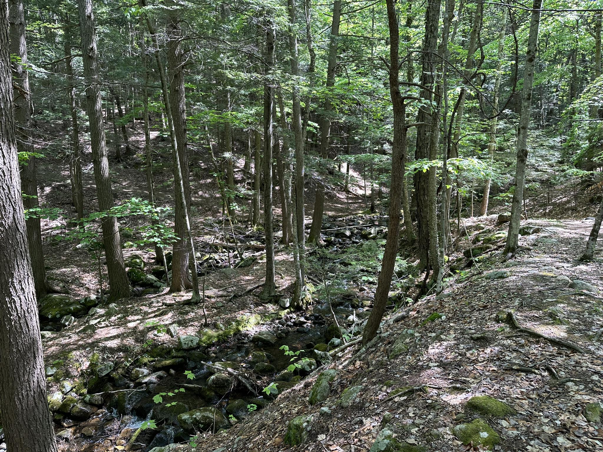 Shaded forest with a rocky stream winding through tall green trees.