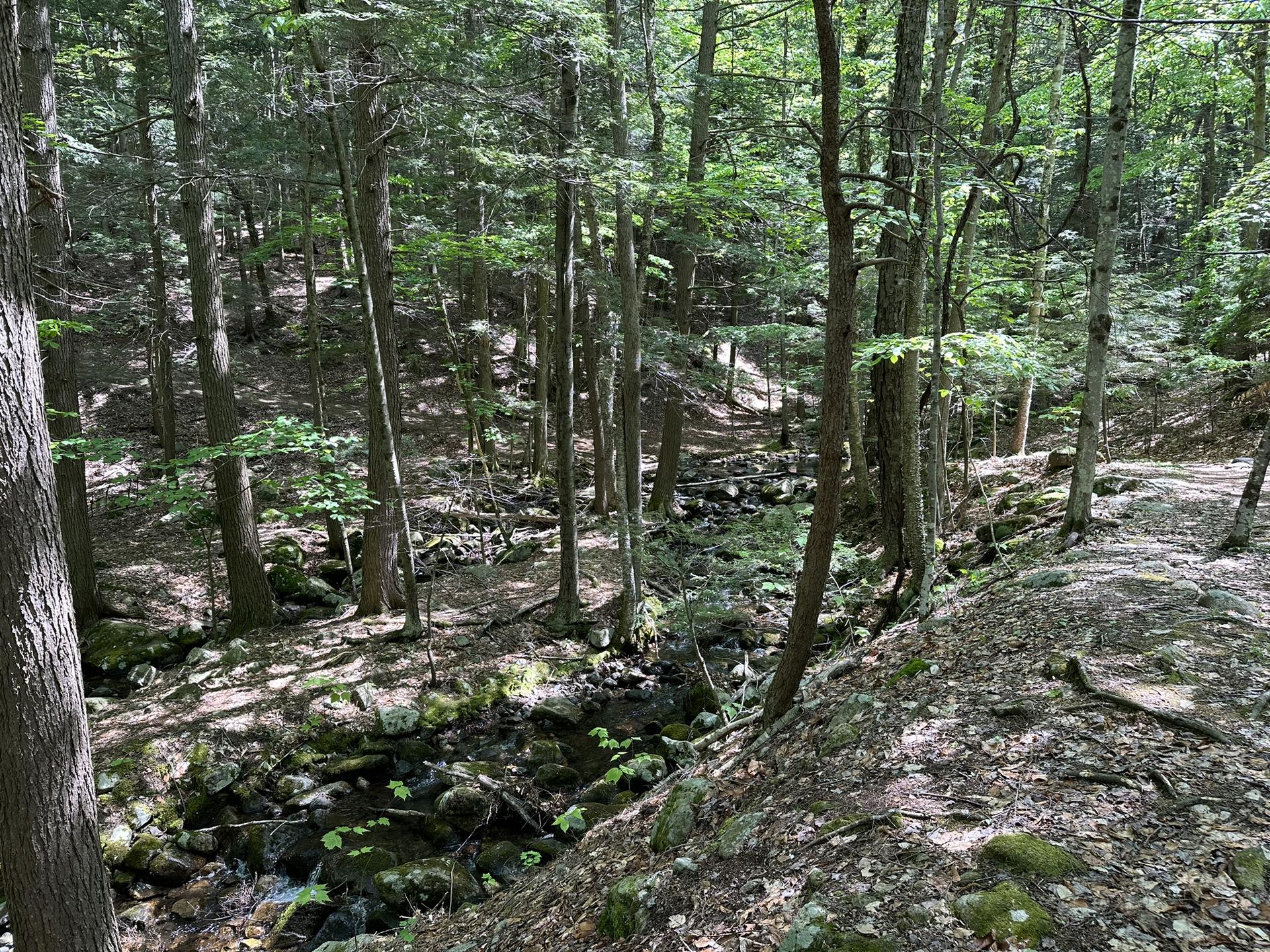 Shaded forest with a rocky stream winding through tall green trees.