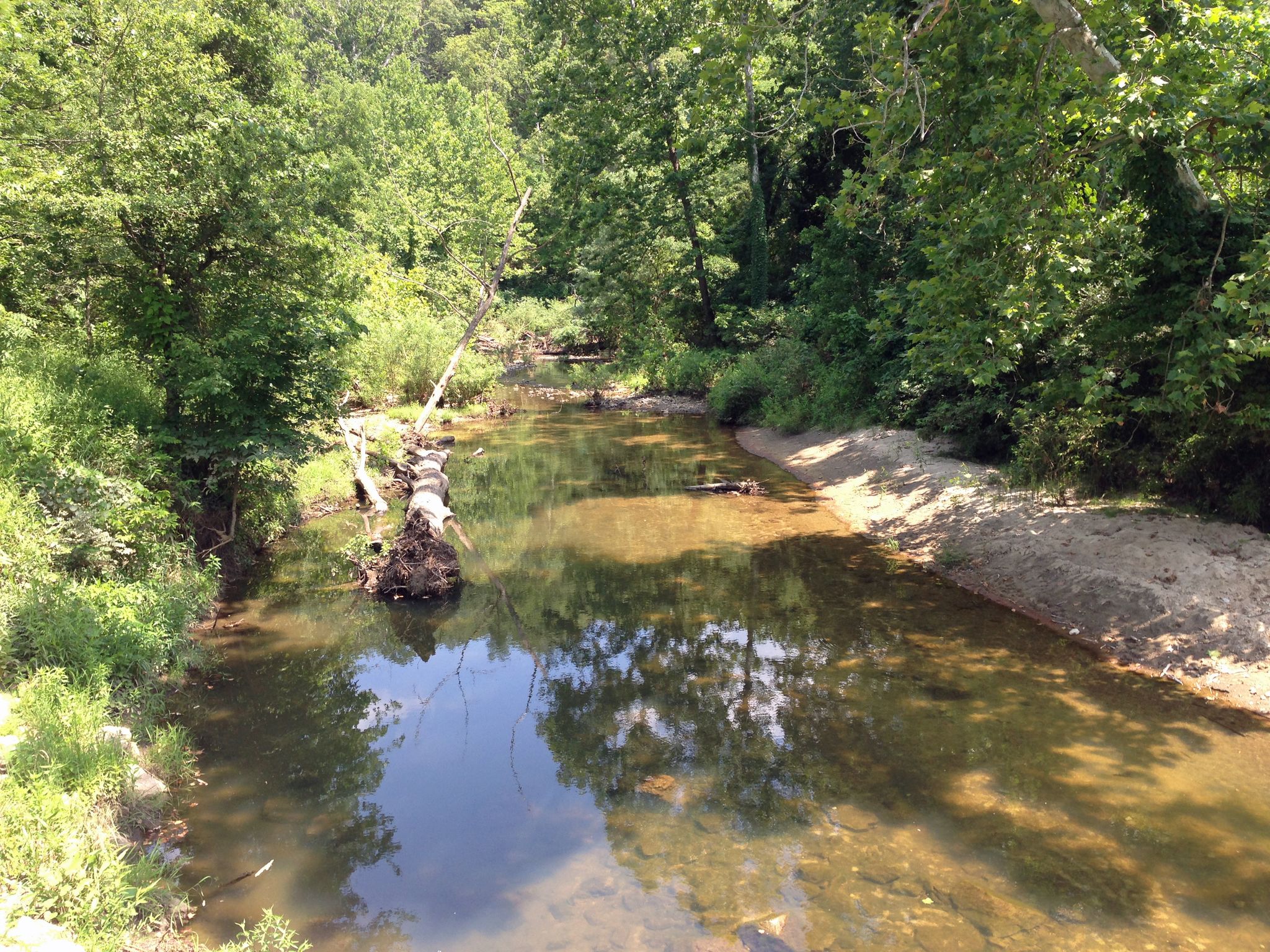 Clear stream with fallen logs, surrounded by dense green trees on a sunny day. - LaBarque Hills Trail